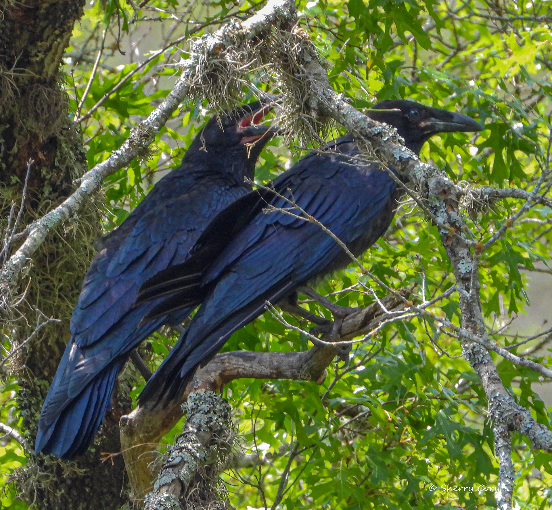 Common Ravens (Corvus corax)