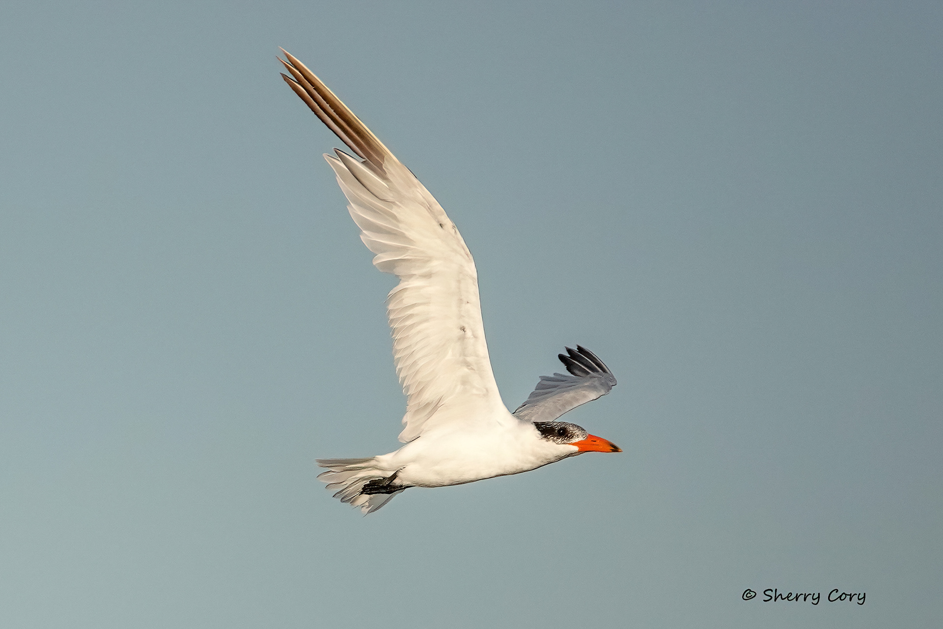 Caspian Tern (Hydroprogne caspia)