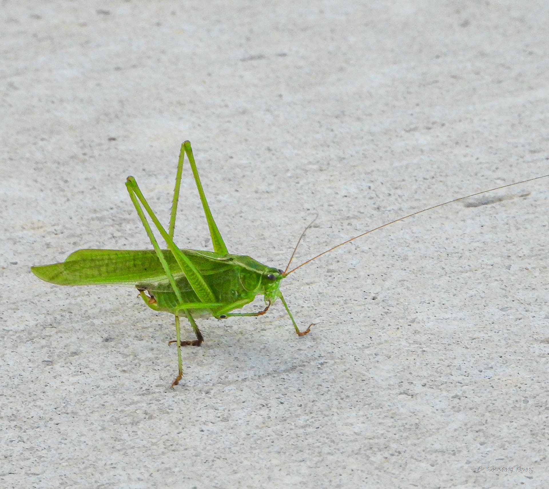 Mexican Bush Katydid