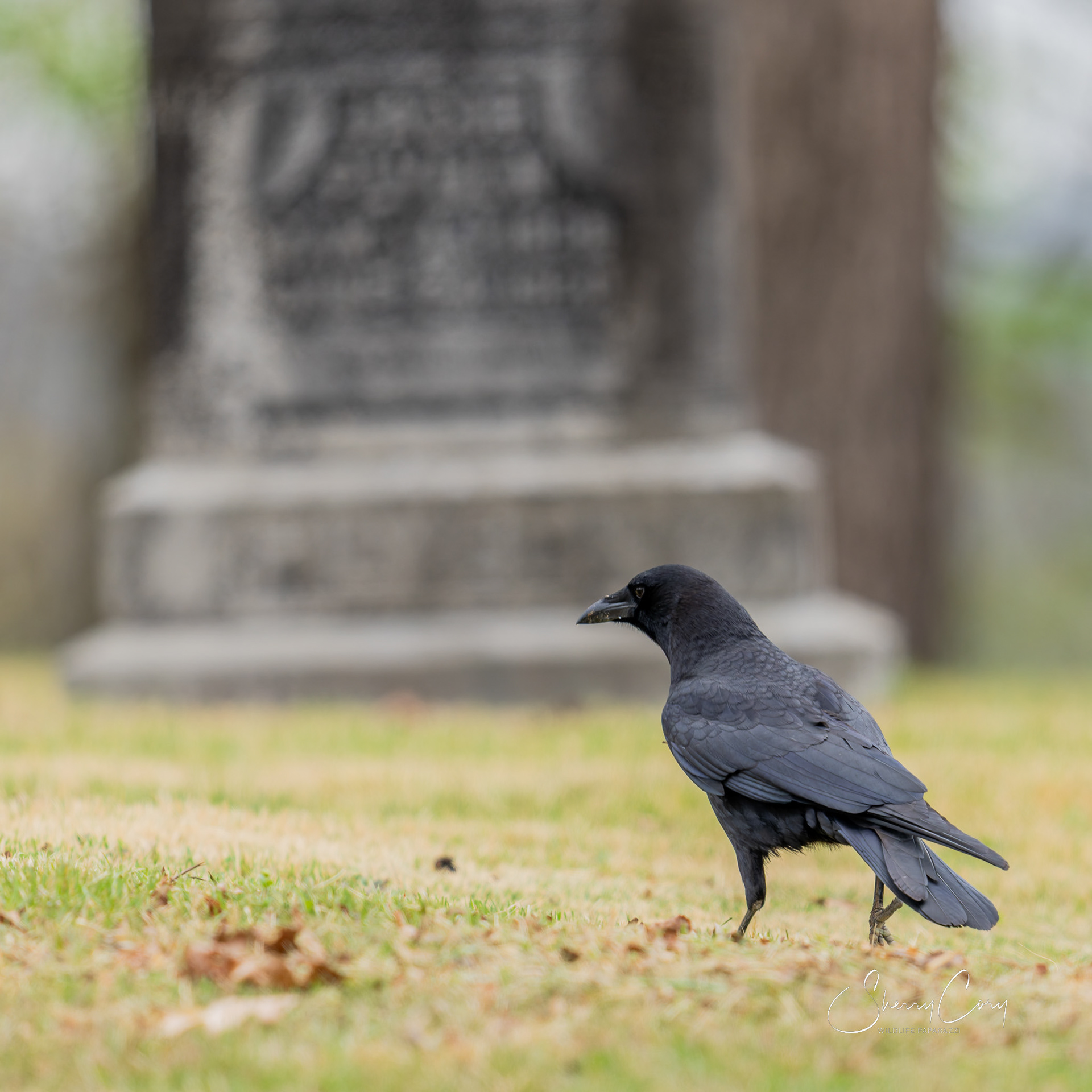 American Crow