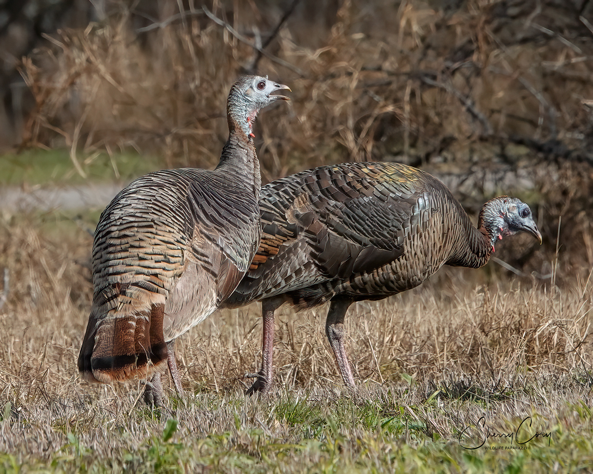 Wild Turkey Hens (Meleagris gallopavo)