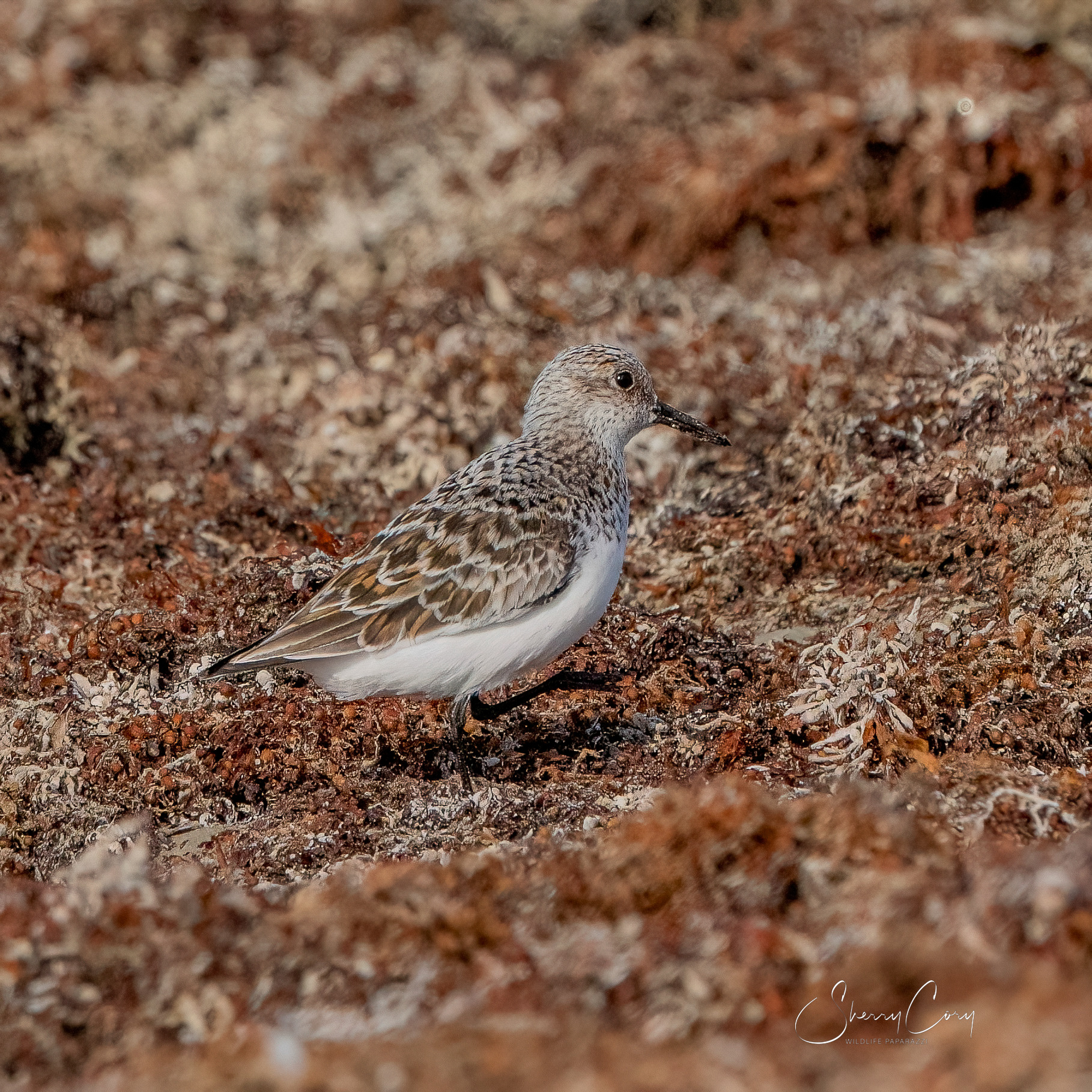 Sanderling
