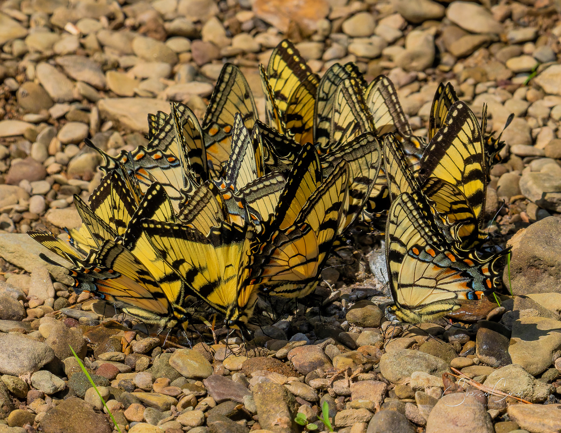 Eastern Tiger Swallowtails