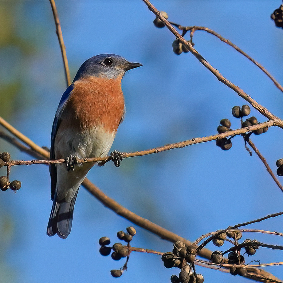 Eastern Bluebird