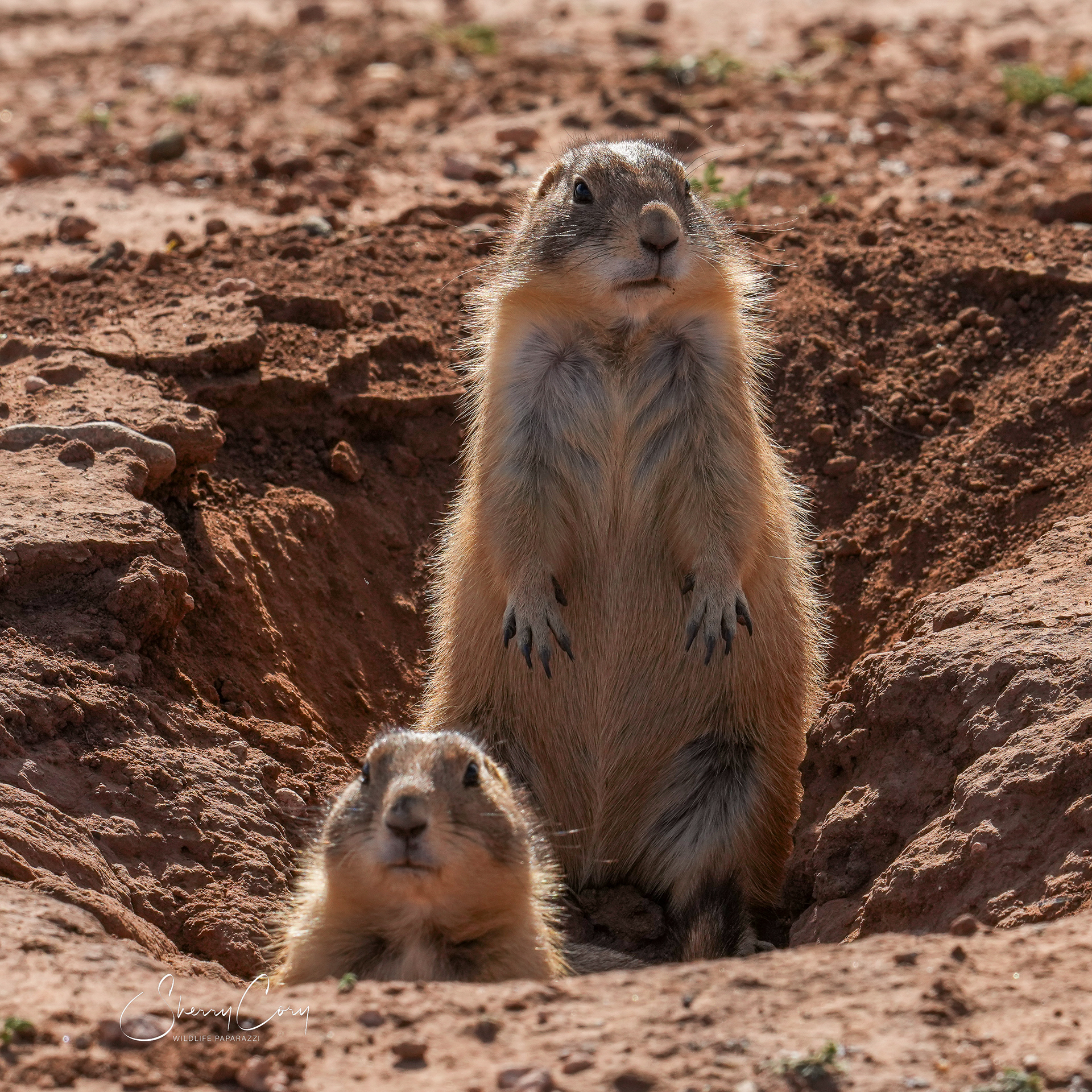 Black Tailed Prairie Dogs