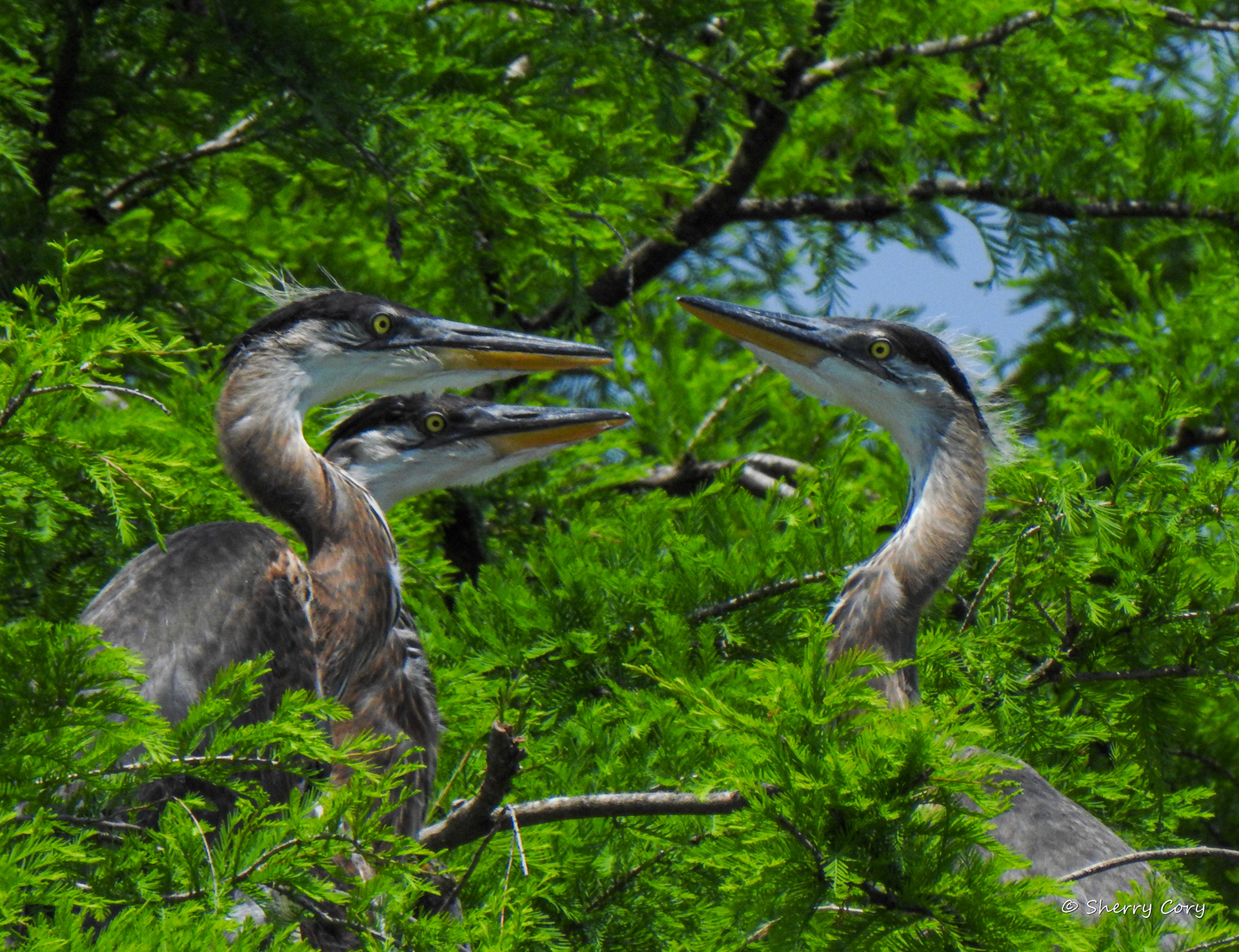 Juvenile Great Blue Herons ( Ardea herodias)