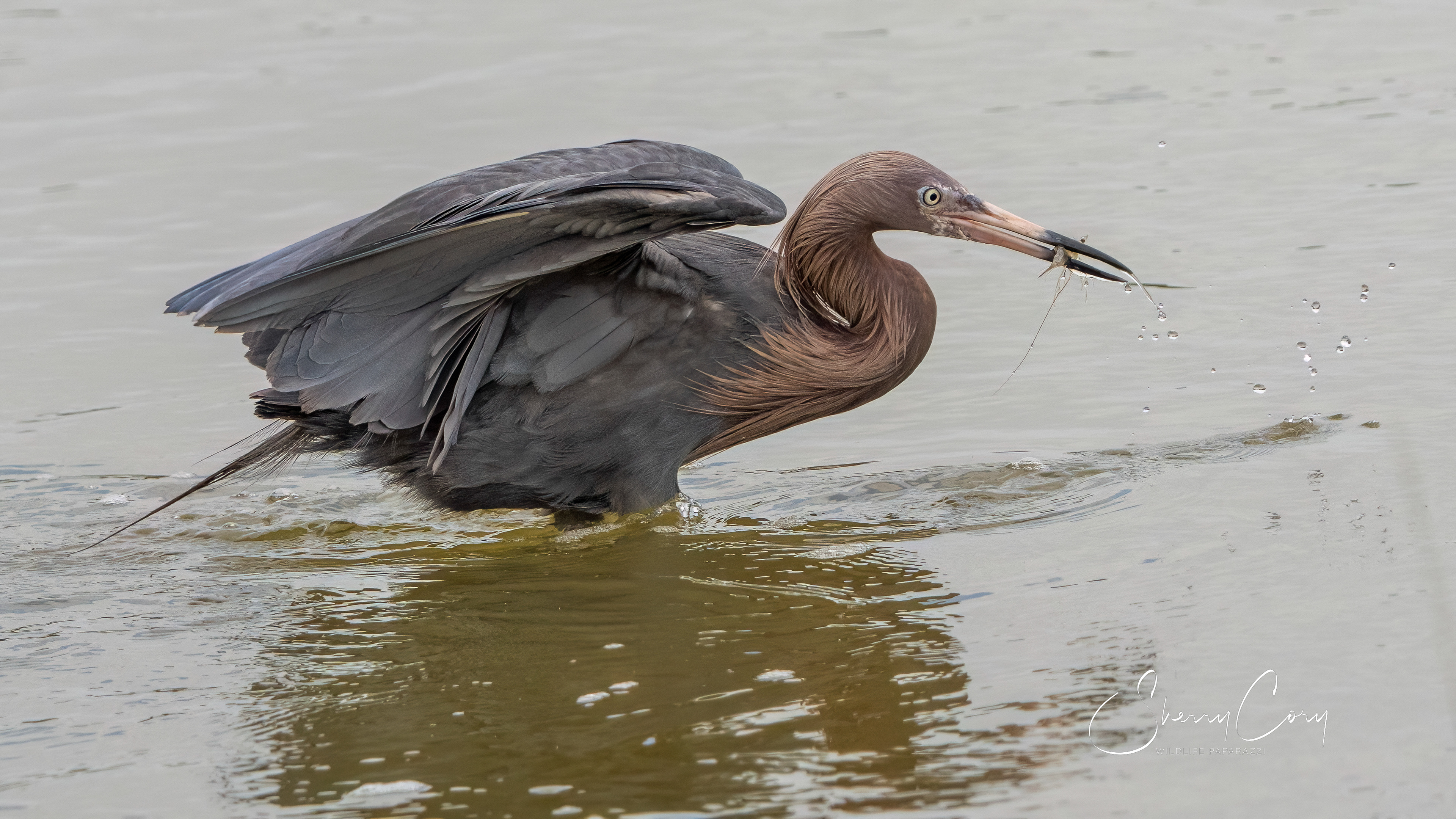 Reddish Egret (Egretta rufescens)