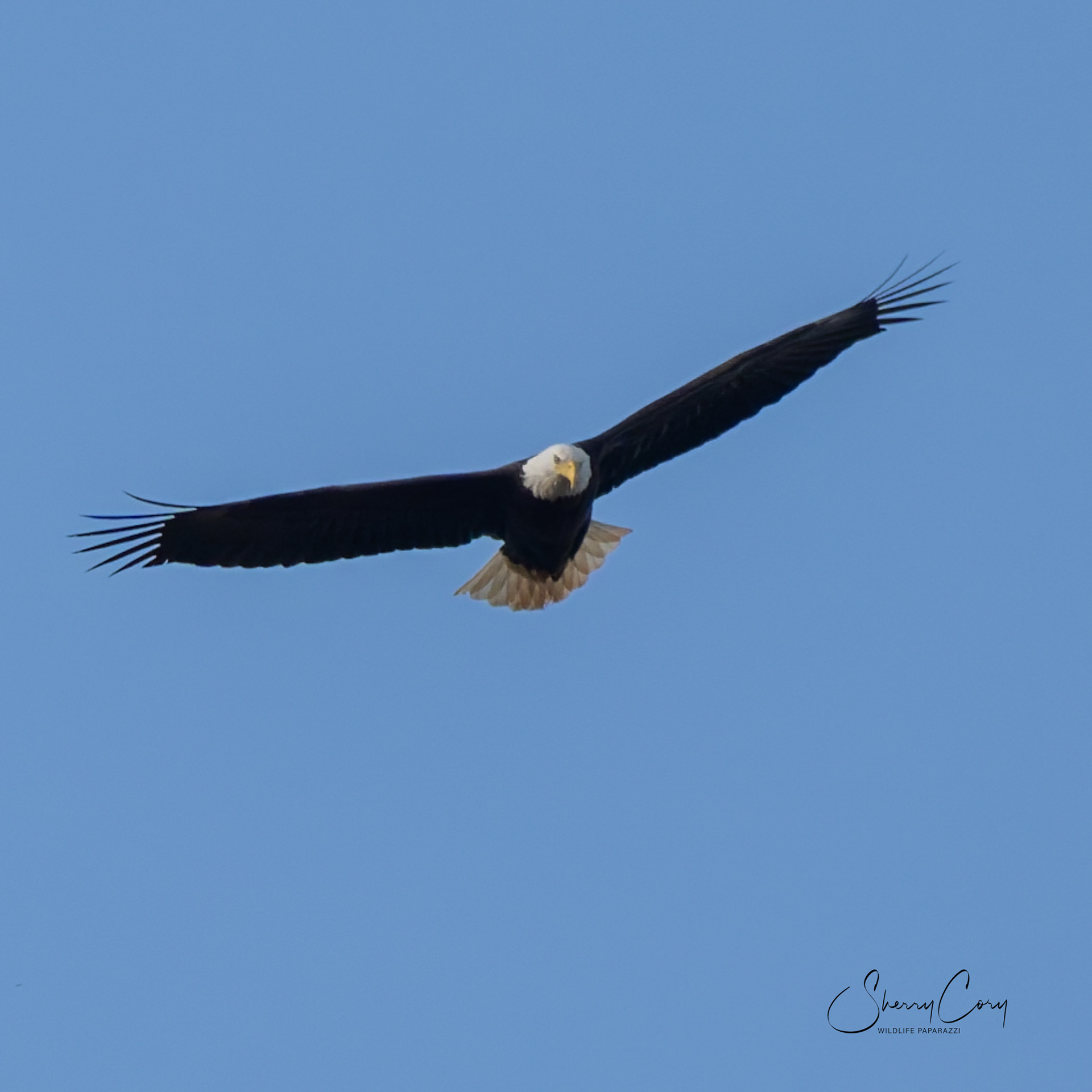 Bald Eagle