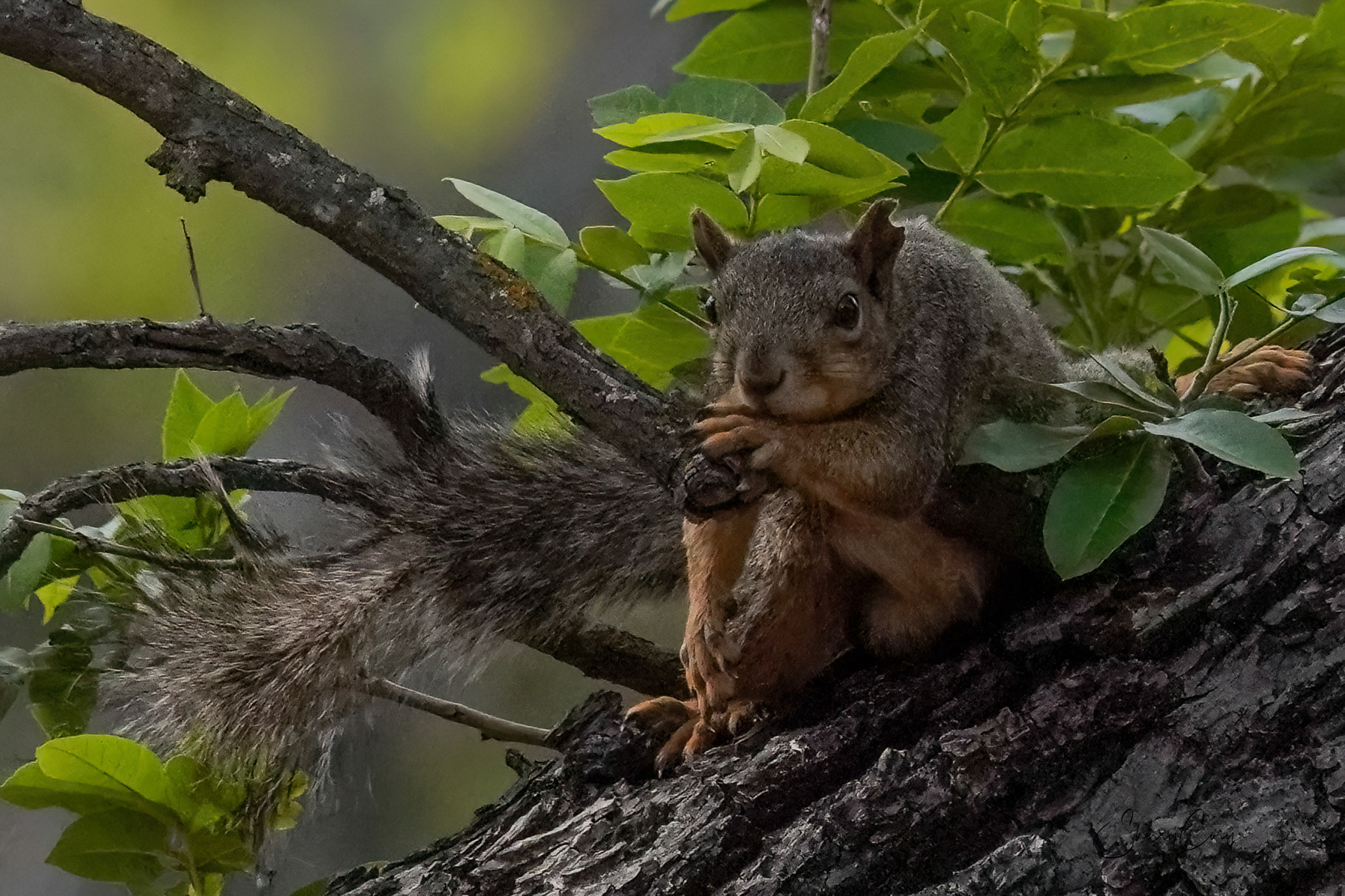 Sad Squirrel 1/10