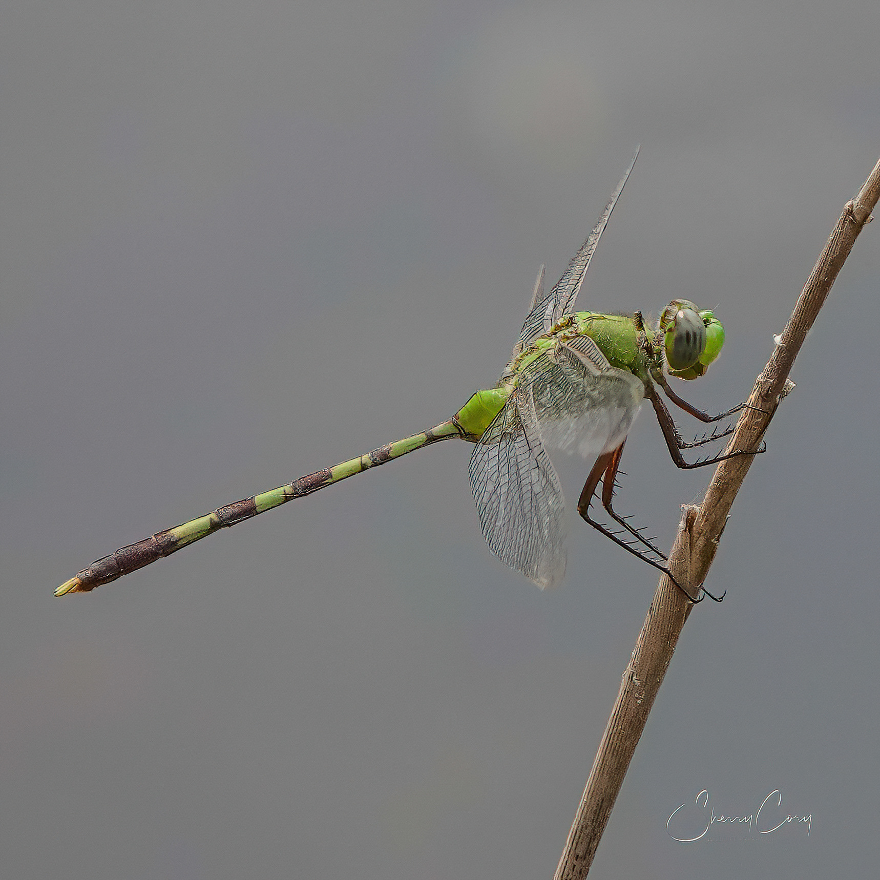 Great Pondhawk