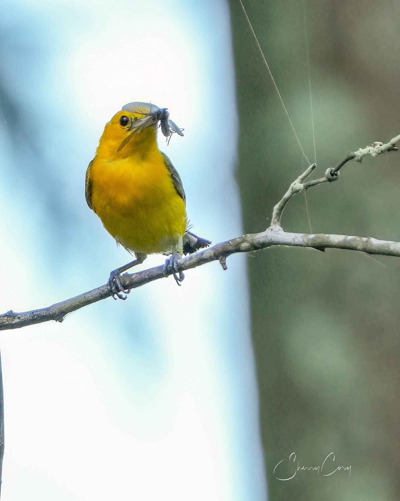 Prothonotary Warbler (Protonotaria citrea)