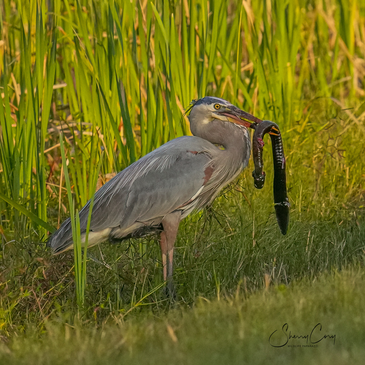 Great Blue Heron