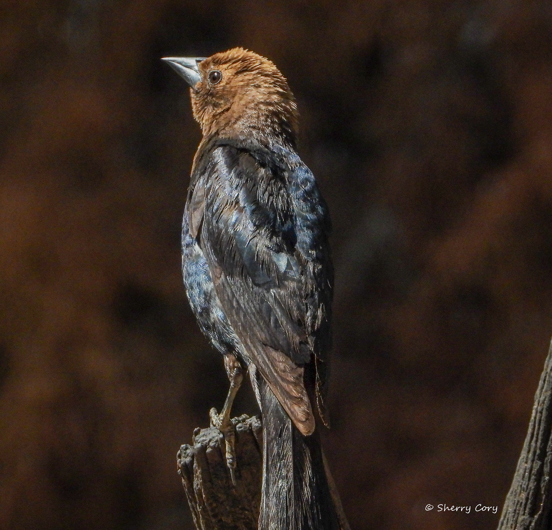 Brown Headed Cowbird