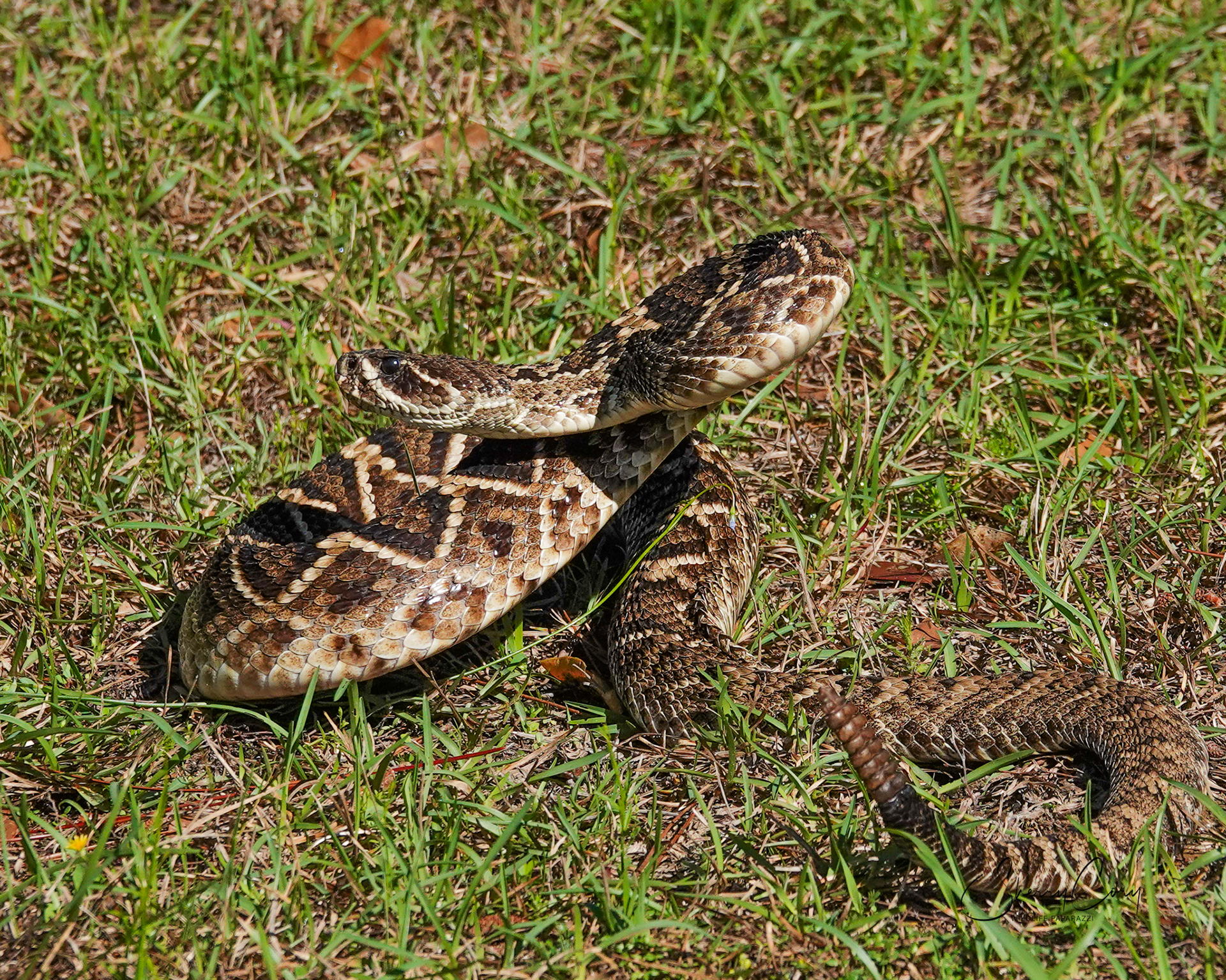 Eastern Diamondback Rattlesnake (V)
