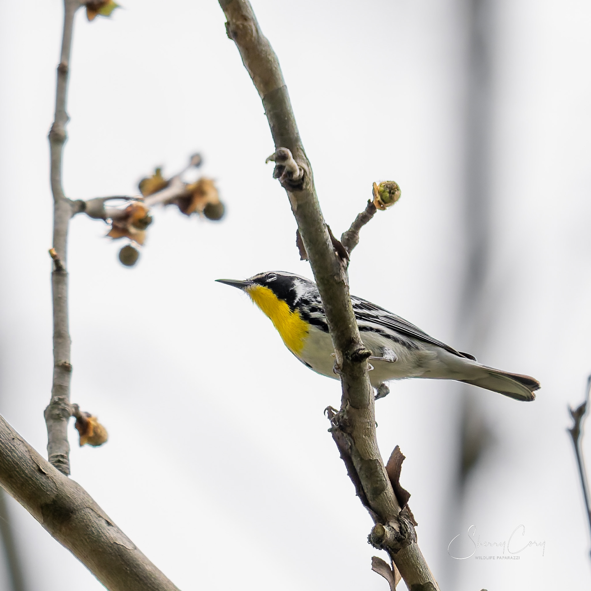Yellow Throated Warbler