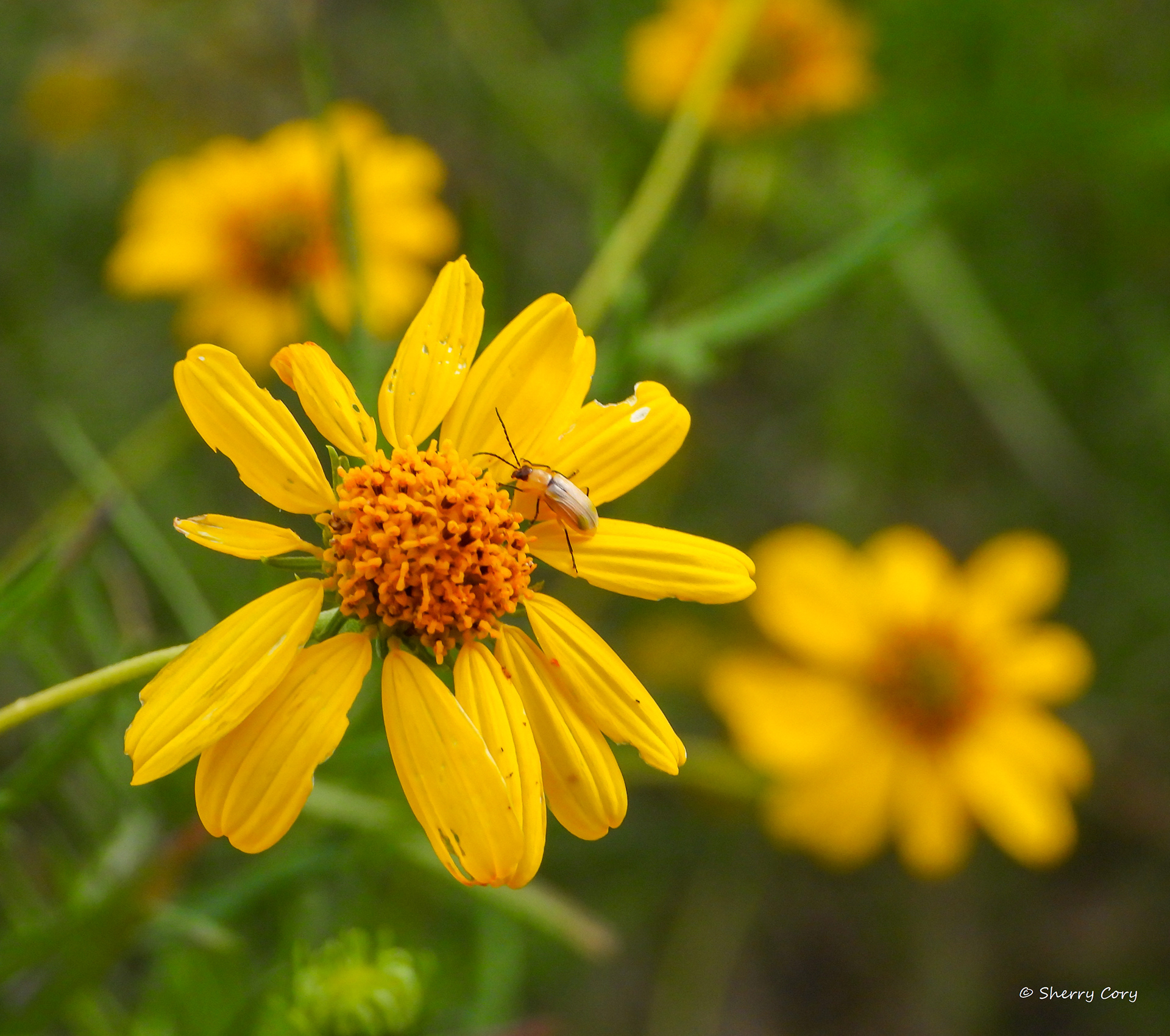 Great Plains Ragwort