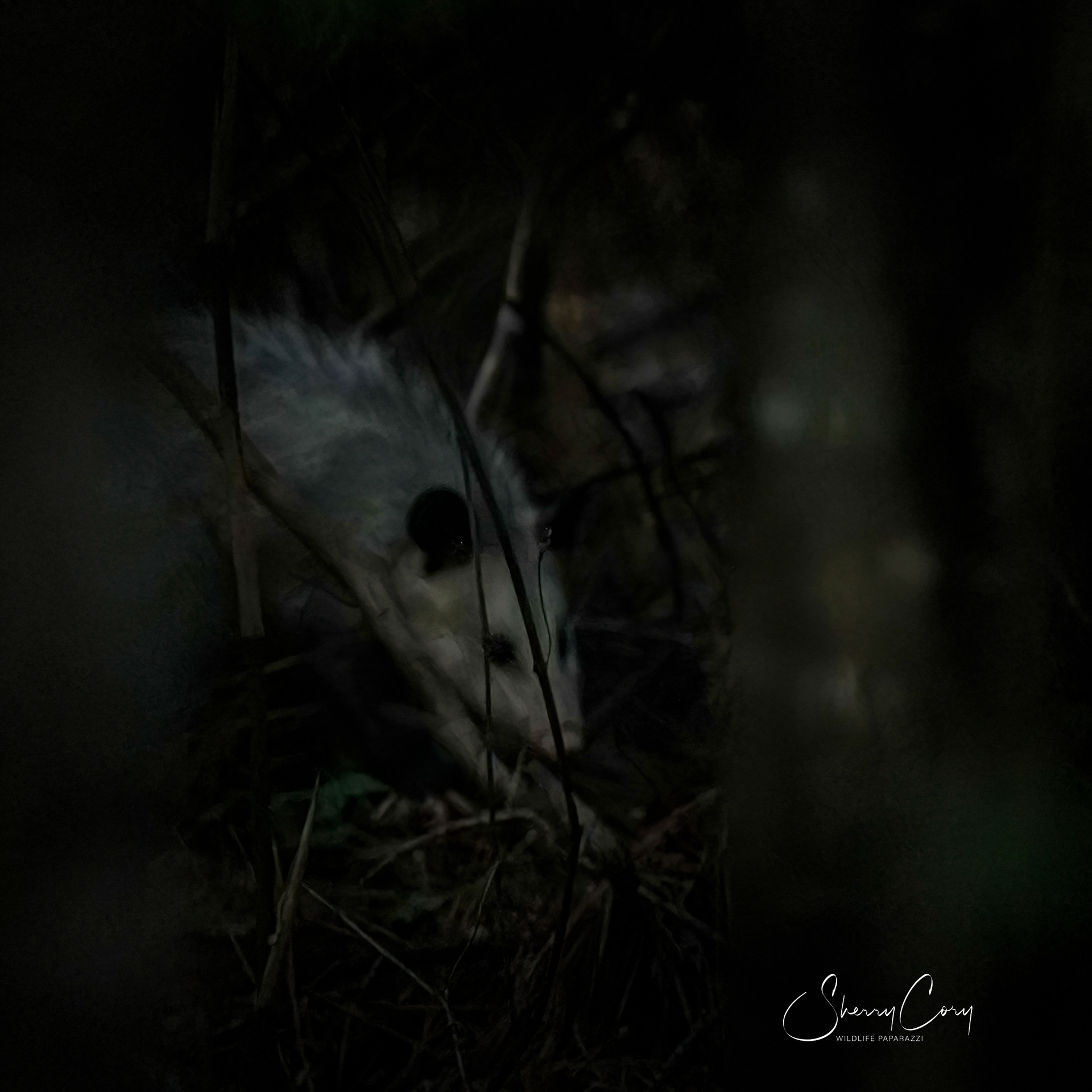 Oppossum