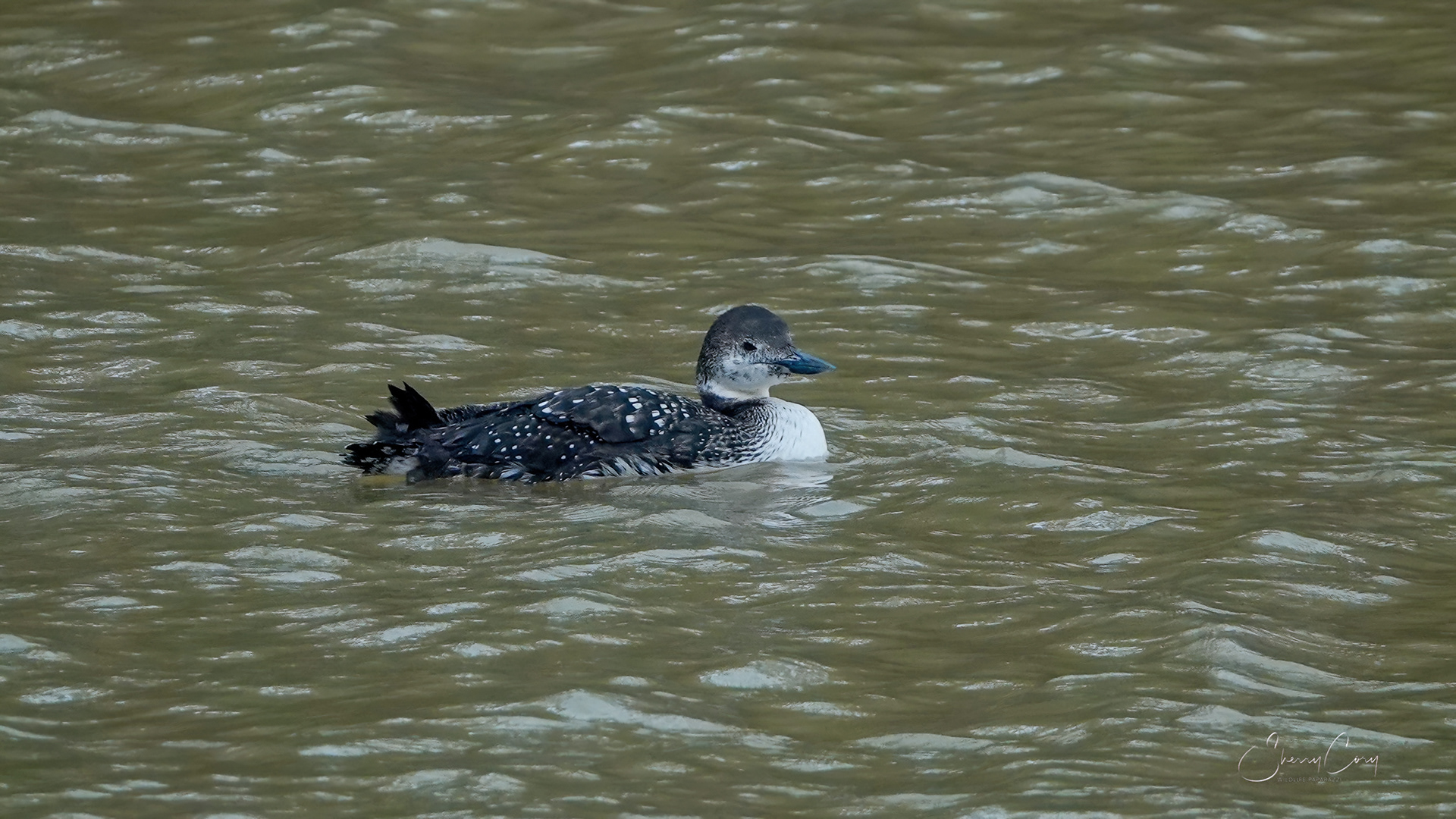 Common Loon (Gavia immer)