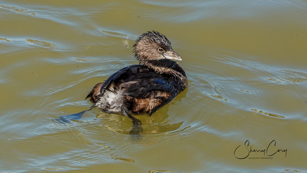 Pied Billed Grebe (Podilymbus podiceps)