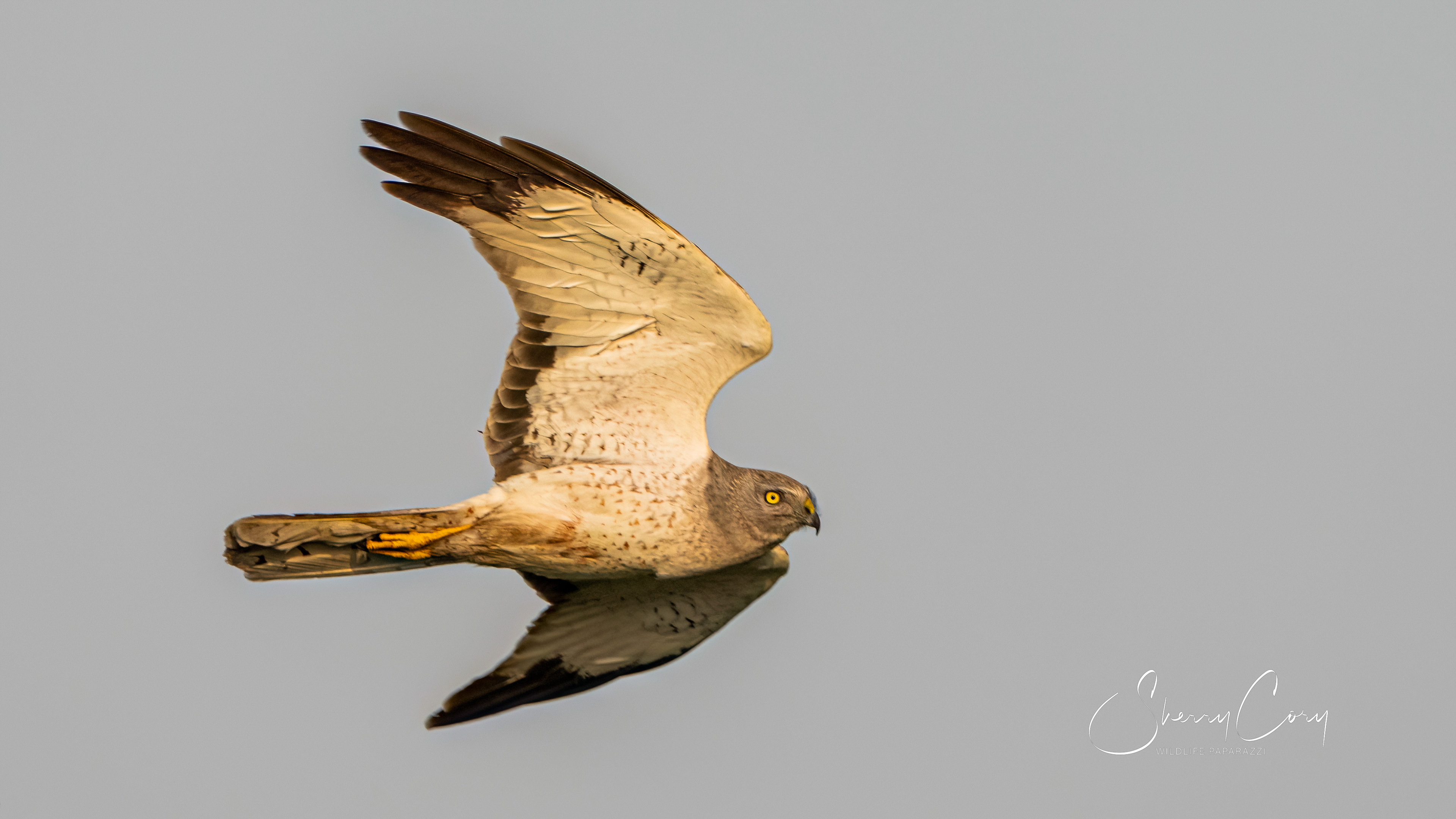 Northern Harrier