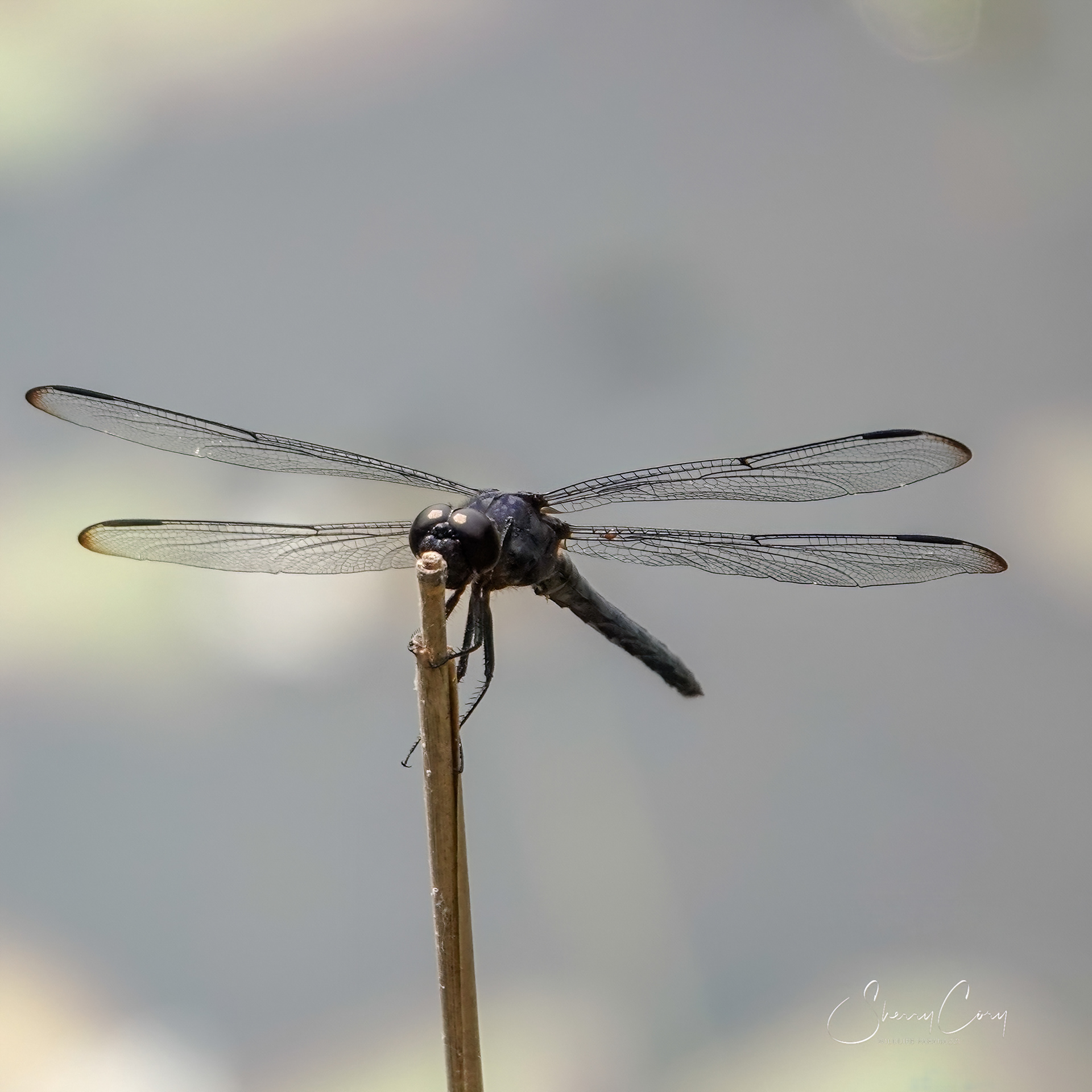 Slaty Skimmer