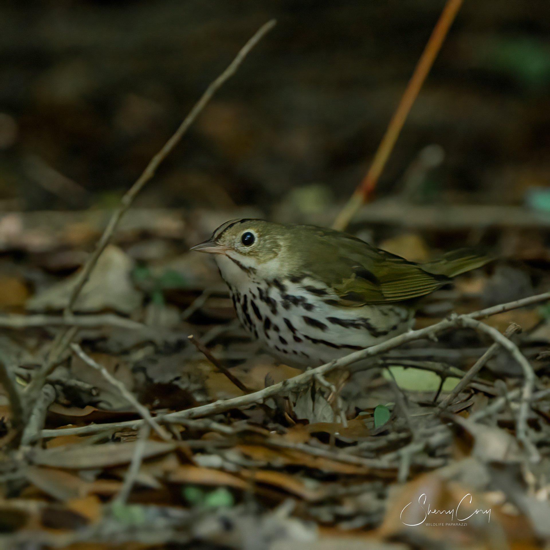 Ovenbird