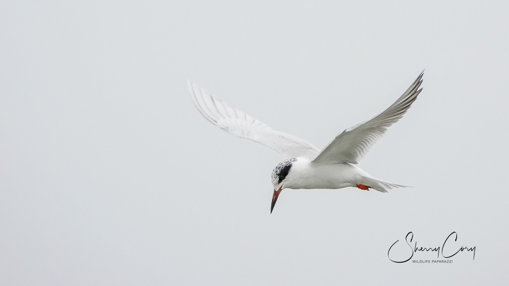 Forster's Tern (Sterna forster)