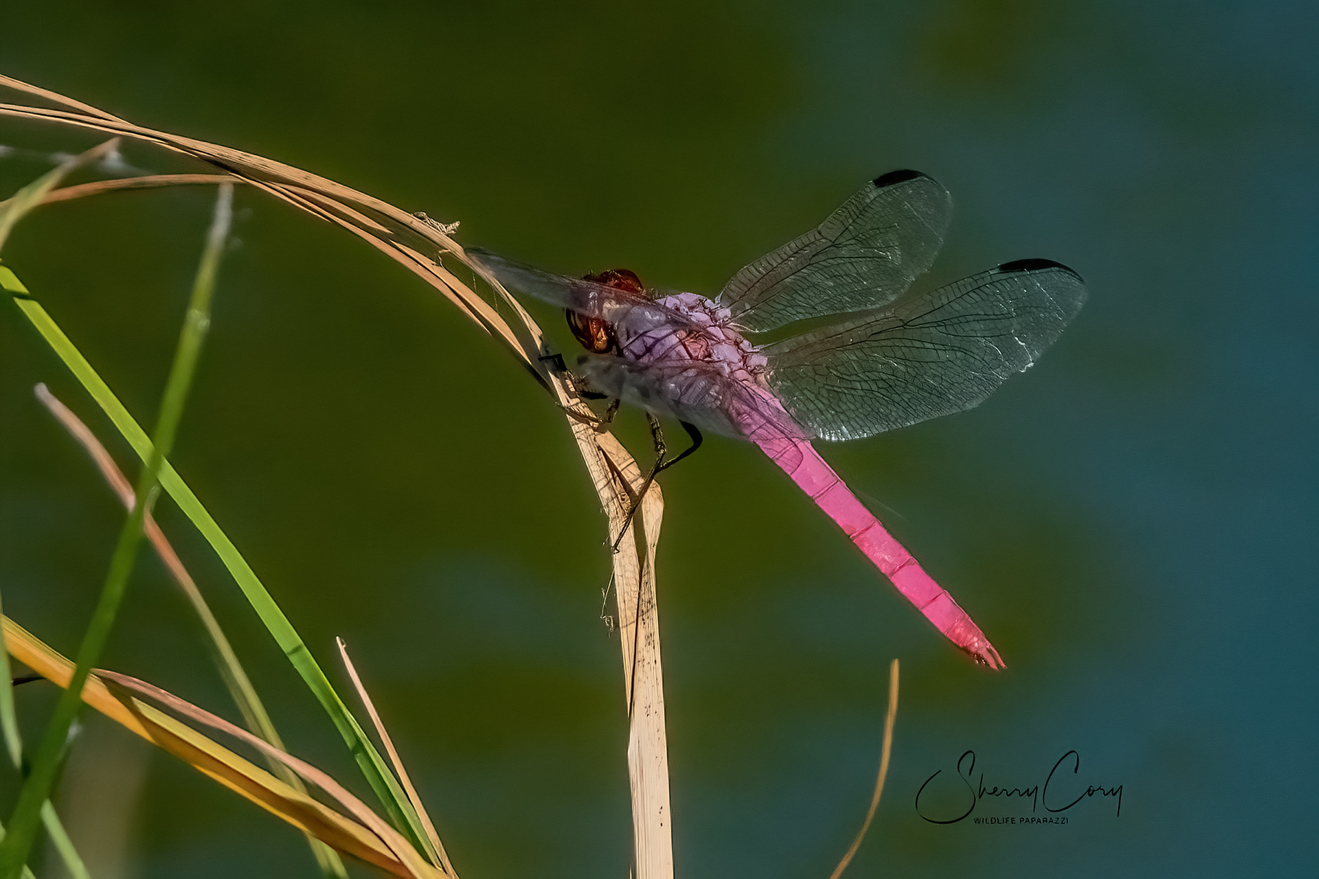 Roseate Skimmer