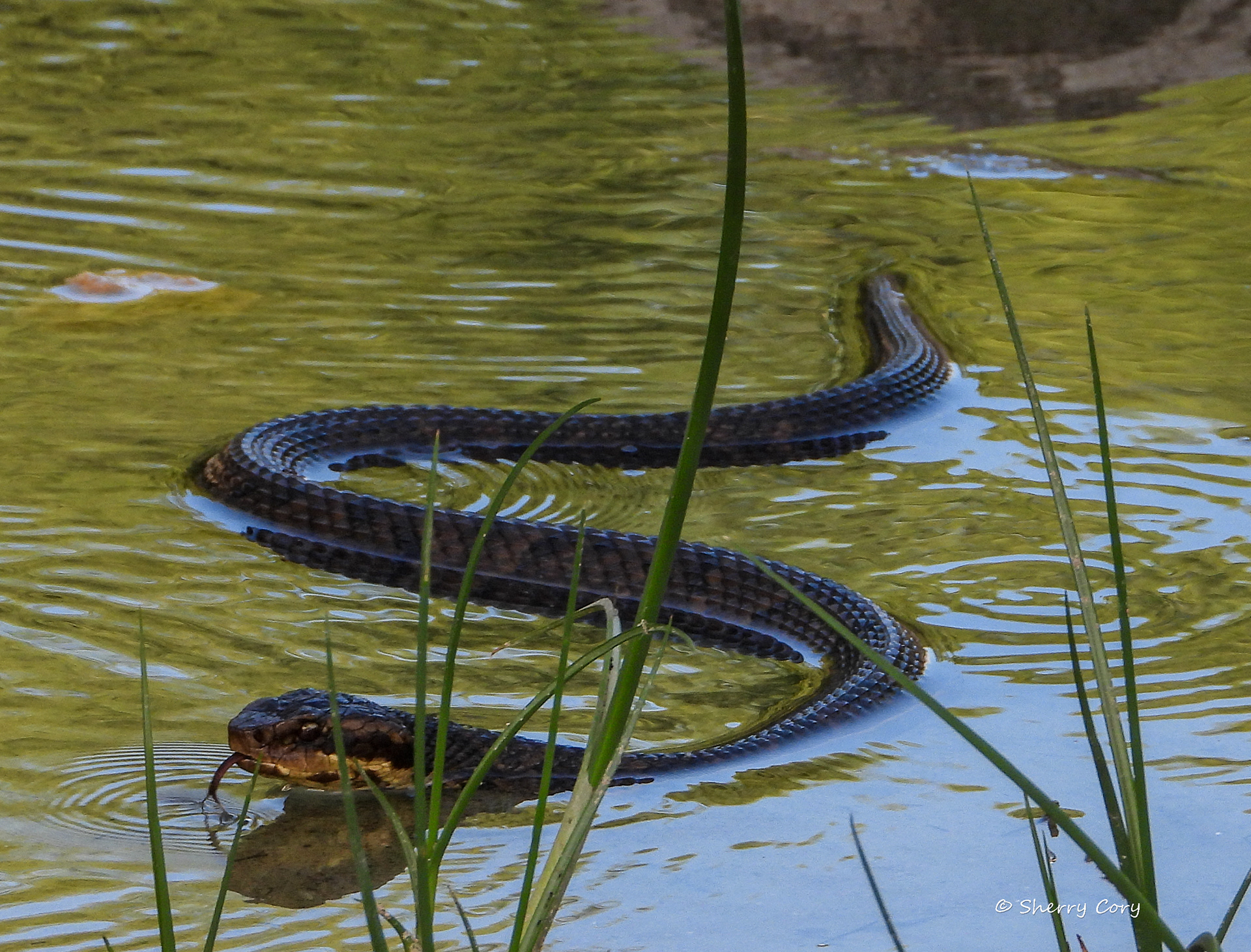 Cottonmouth (V)