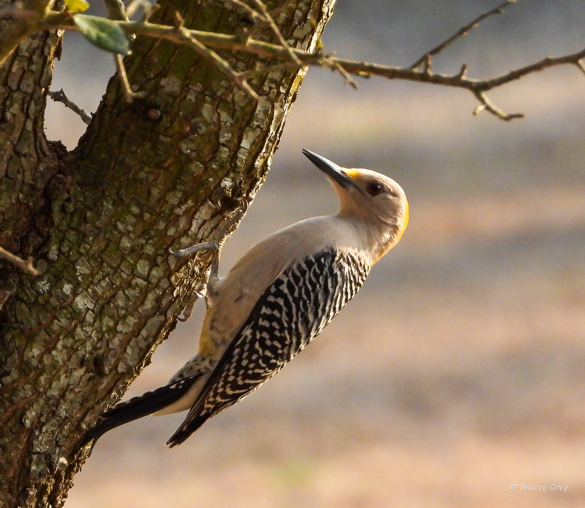 Golden Fronted Woodpecker (Melanerpes aurifrons)