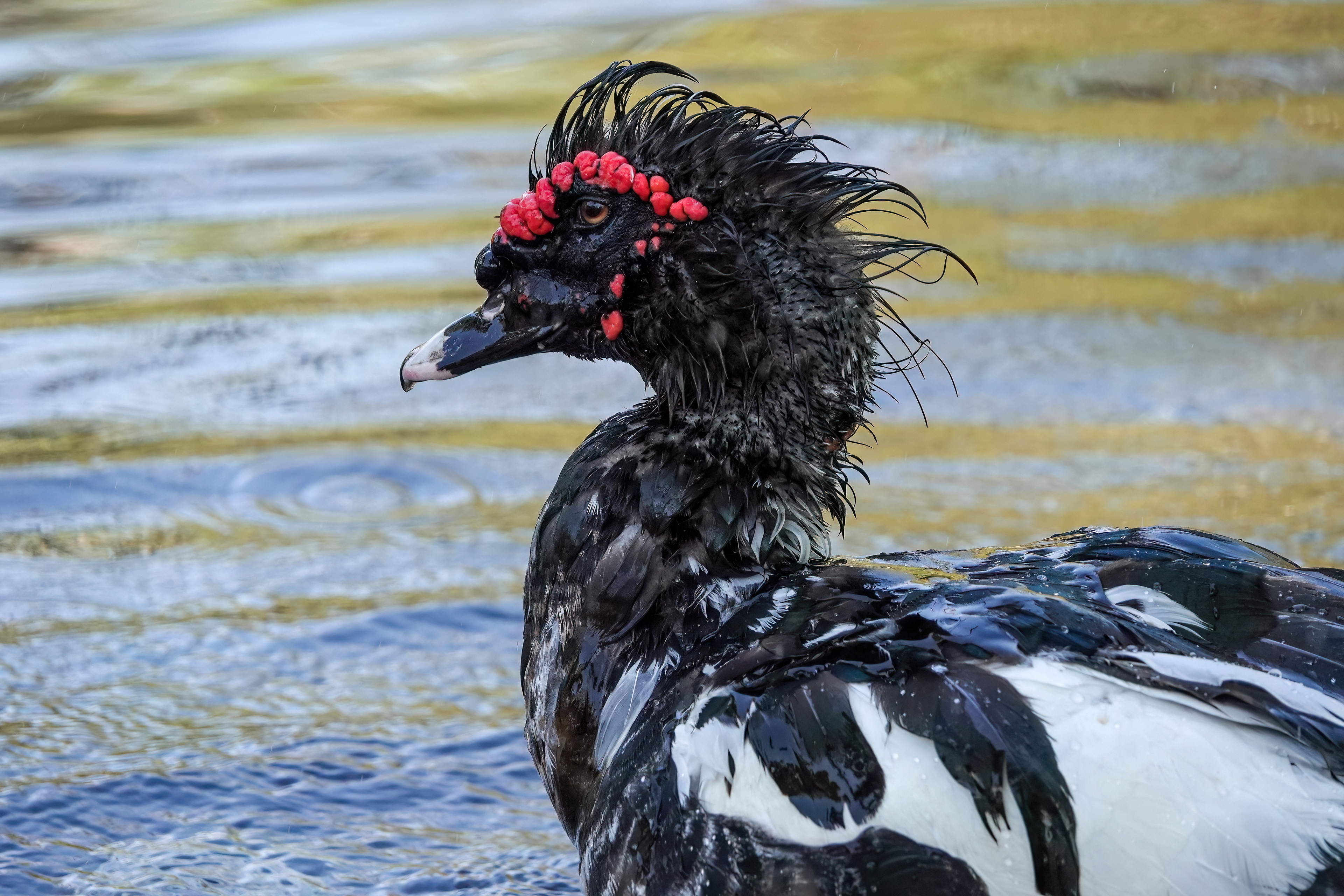 Muscovy Duck (Cairina moschata)
