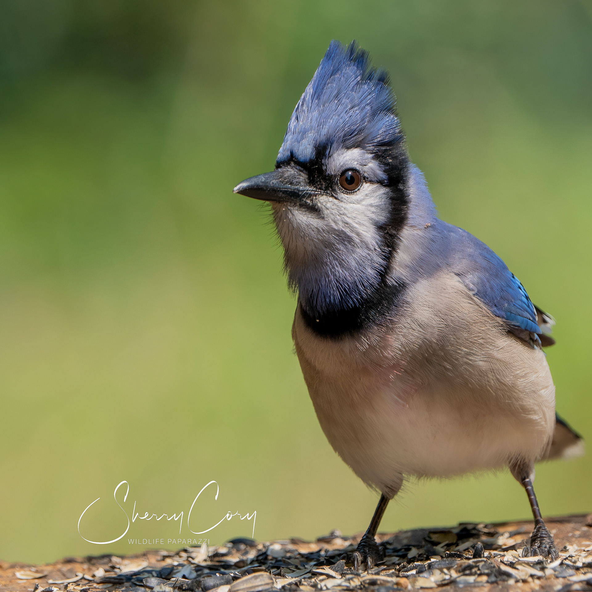 Blue Jay (Cyanocitta cristata)