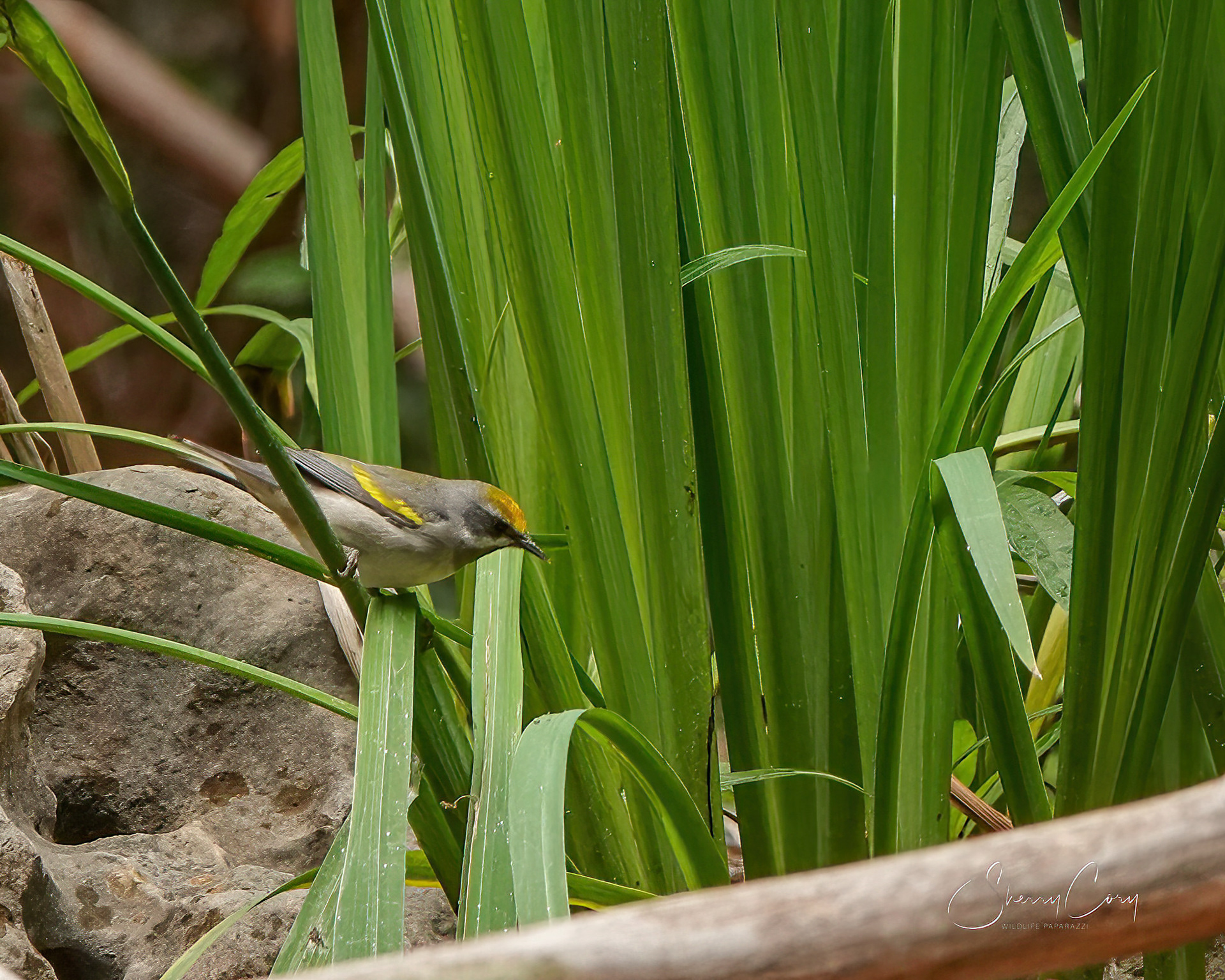Golden-winged Warbler (Vermivora chrysoptera)