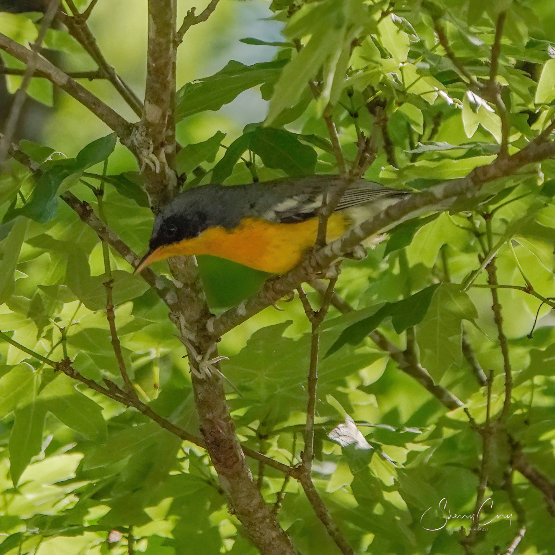 Tropical Parula (Setophaga pitiayumi)