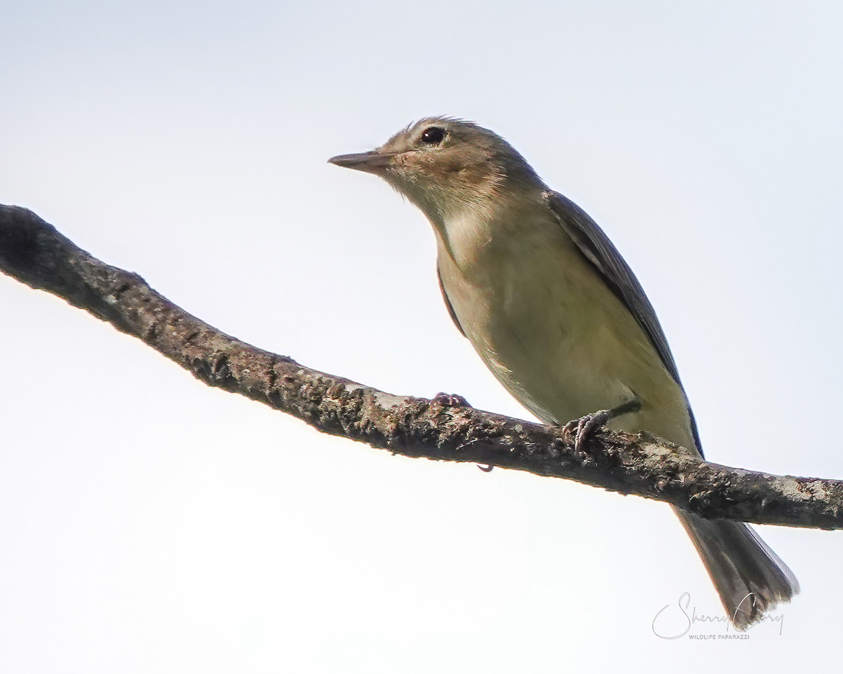 Warbling Vireo (Vireo gilvus)