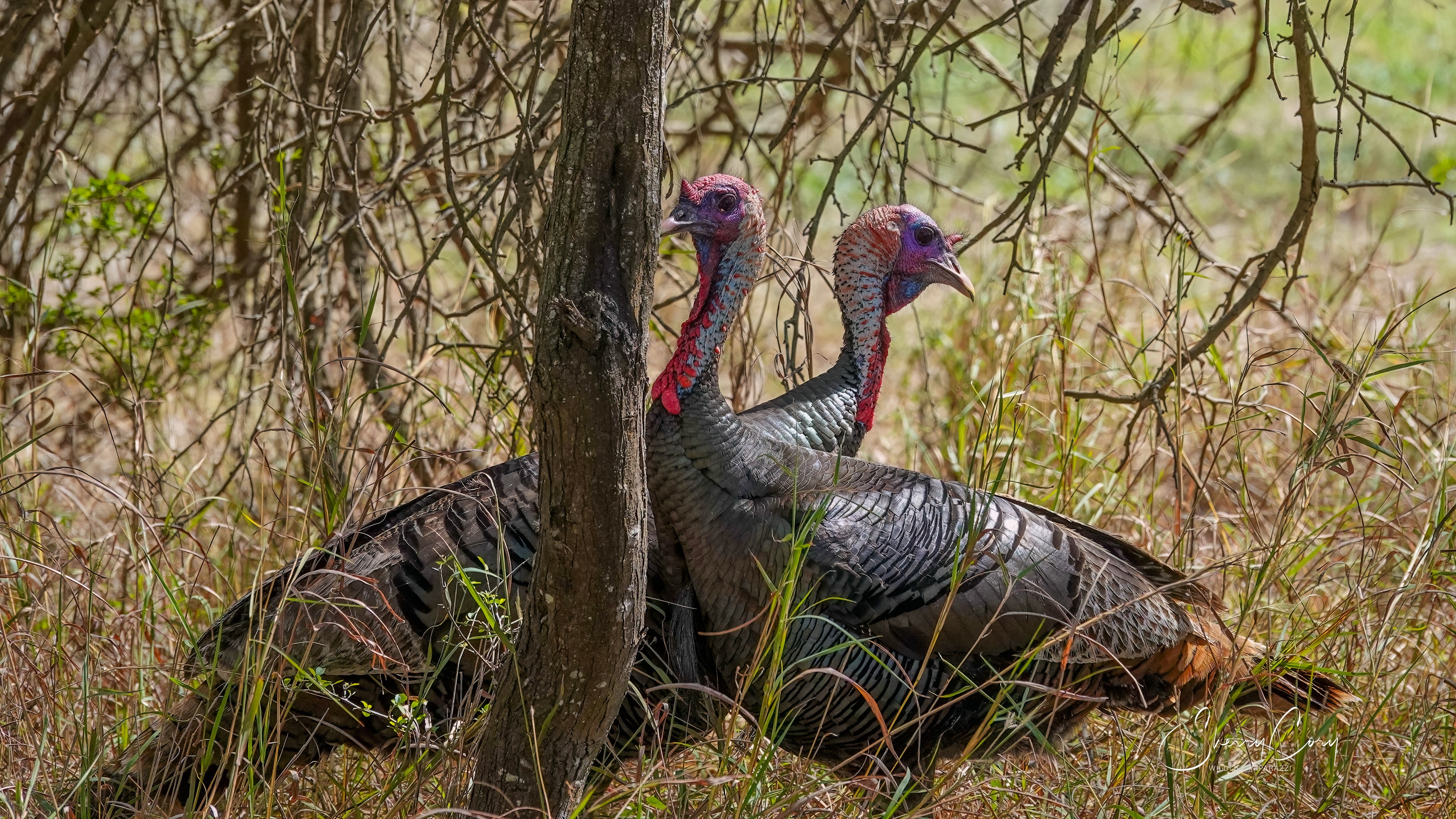 Rio Grande Wild Turkeys