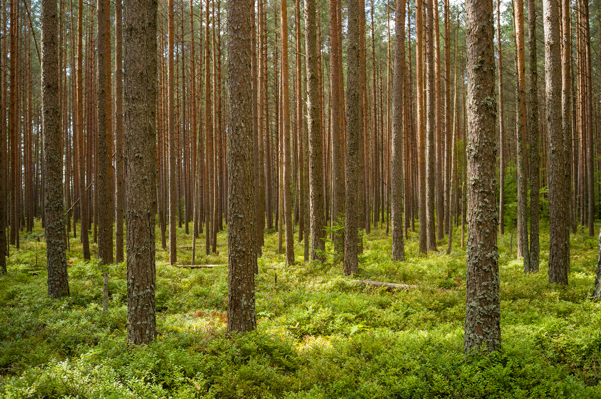 Lettland, Kemeri Nationalpark, 2026