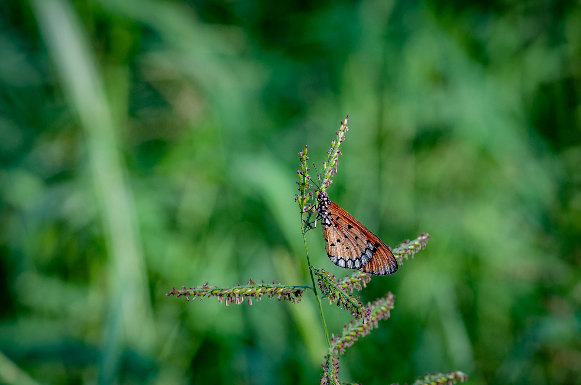 Tawny Coster (Acraea terpsicore), Mumbai, India