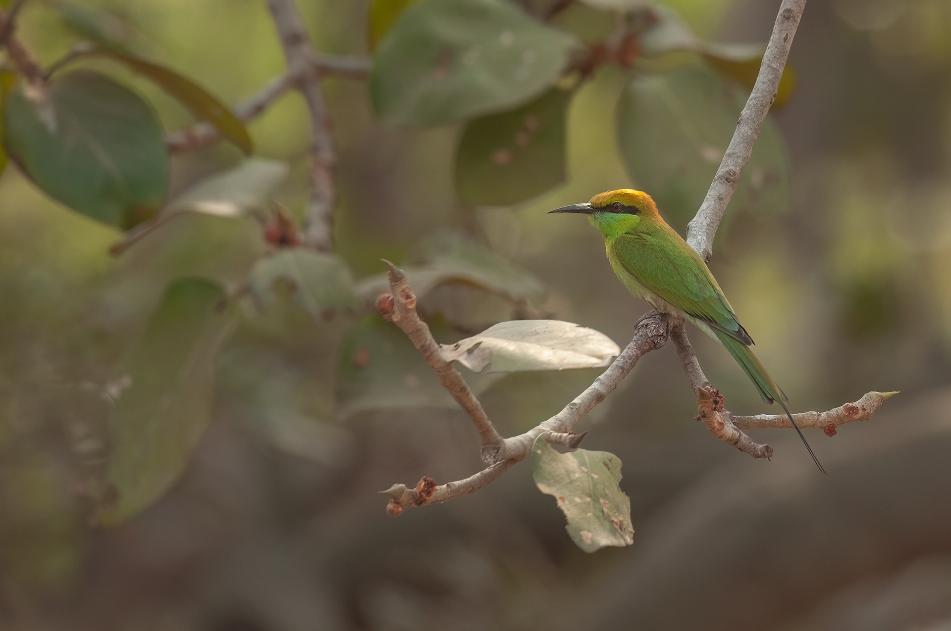 Green Bee Eater, Ajant Islands, Mumbai, India
