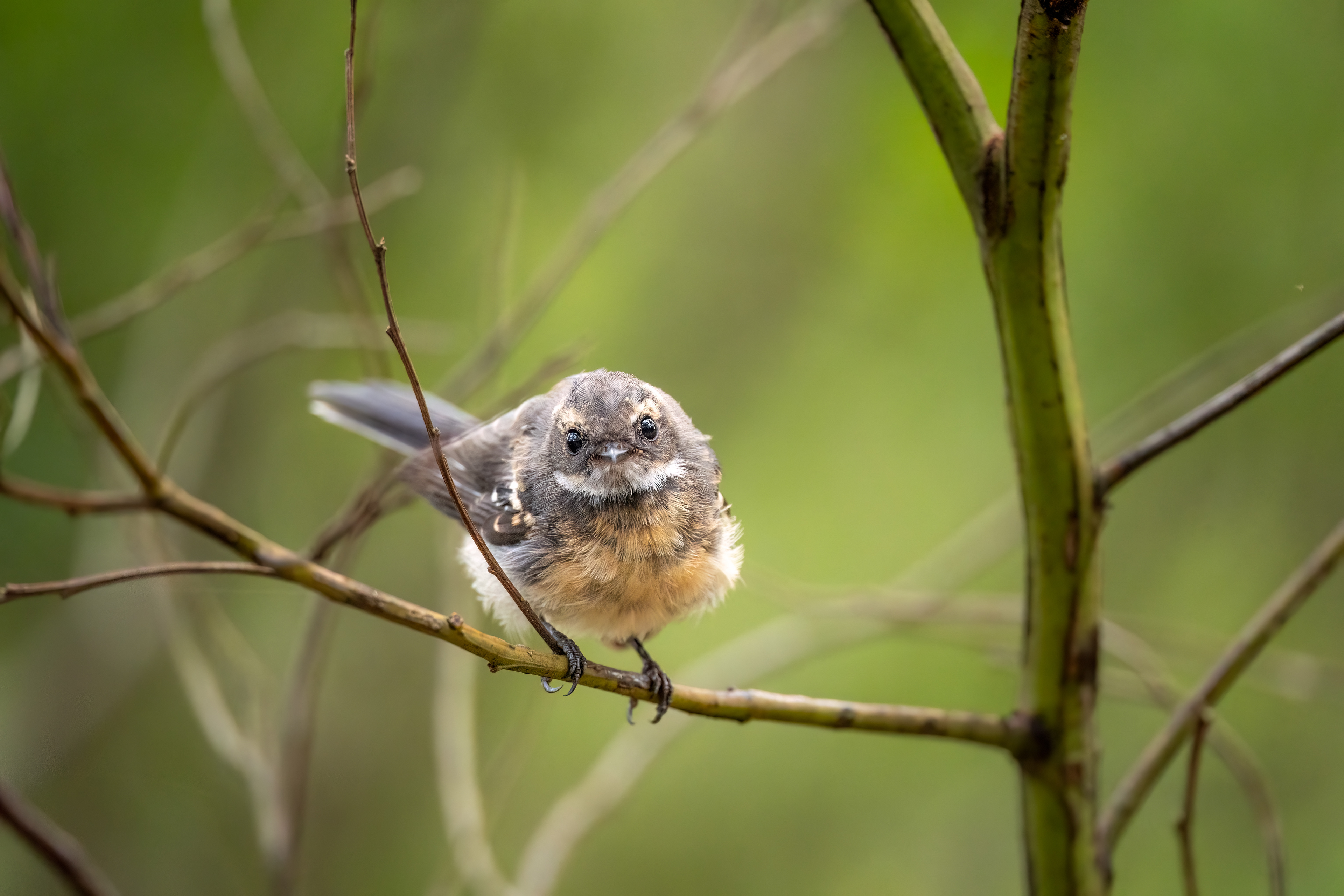 Grey fantail (Rhipidura albiscapa), Windsor Downs Nature Reserve, New South Wales, Australia