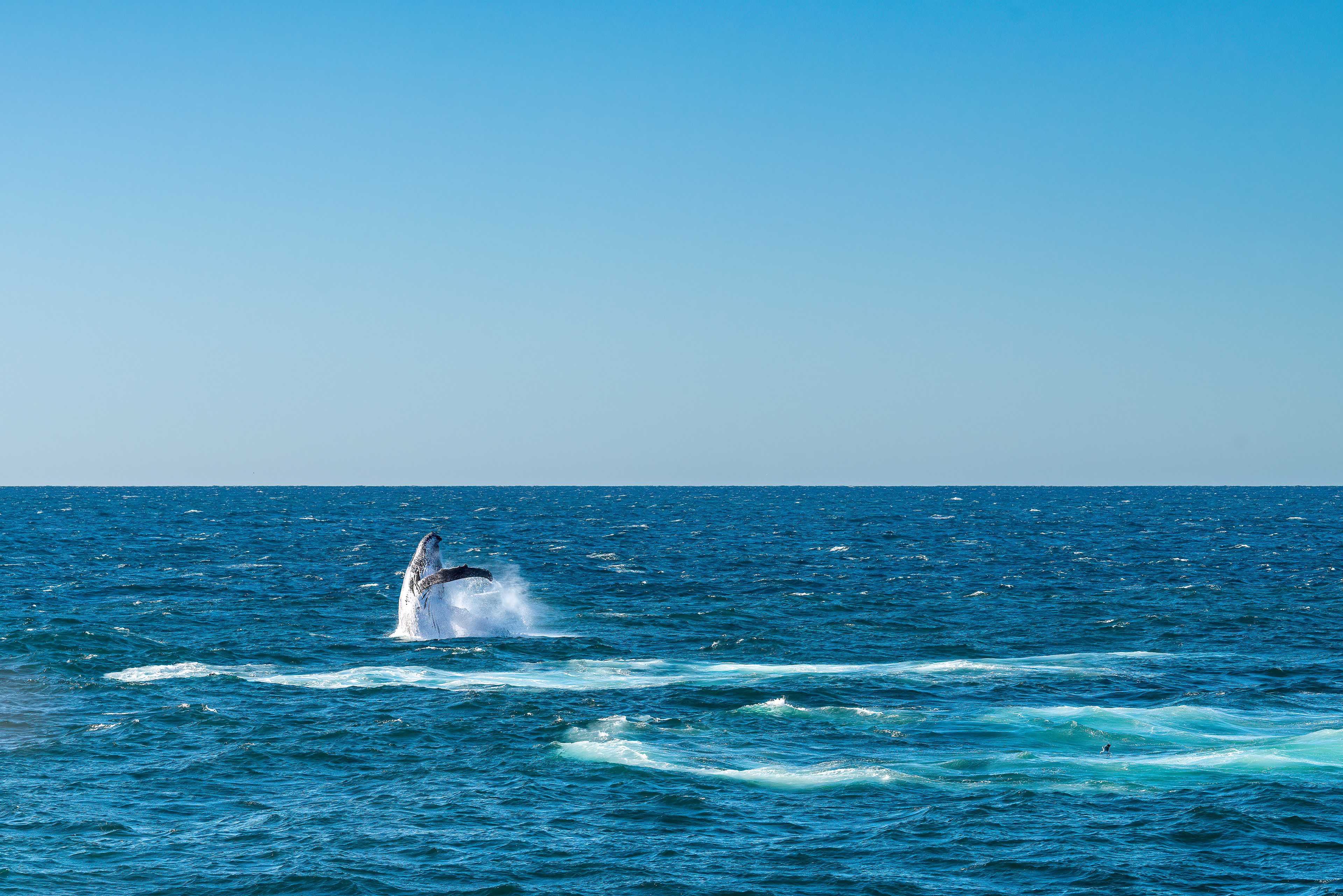 Breaching whale, Sydney Harbour