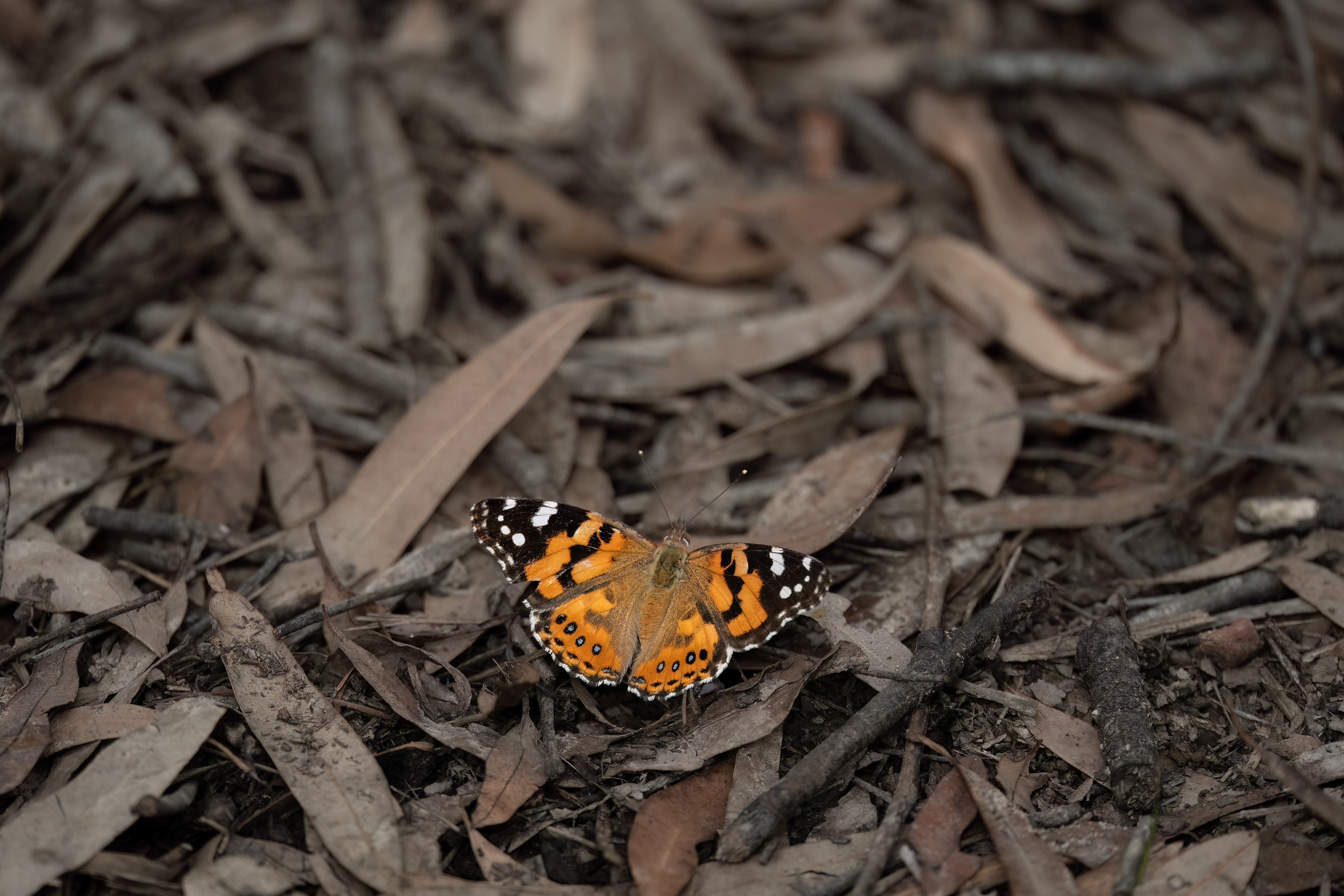 Australian painted lady (Vanessa kershawi)
