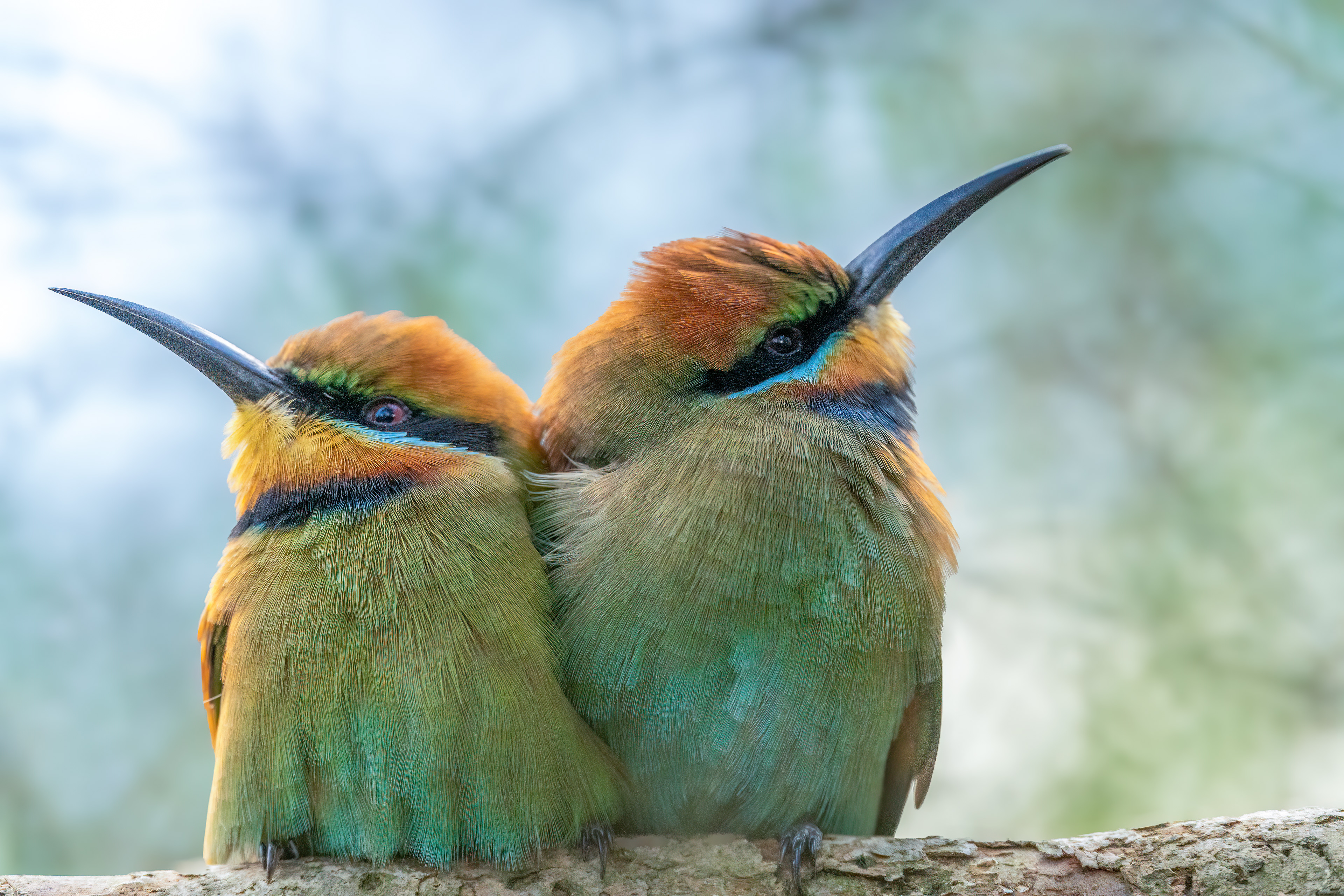 Rainbow Bee Eater, Taronga Zoo, Sydney, Australia