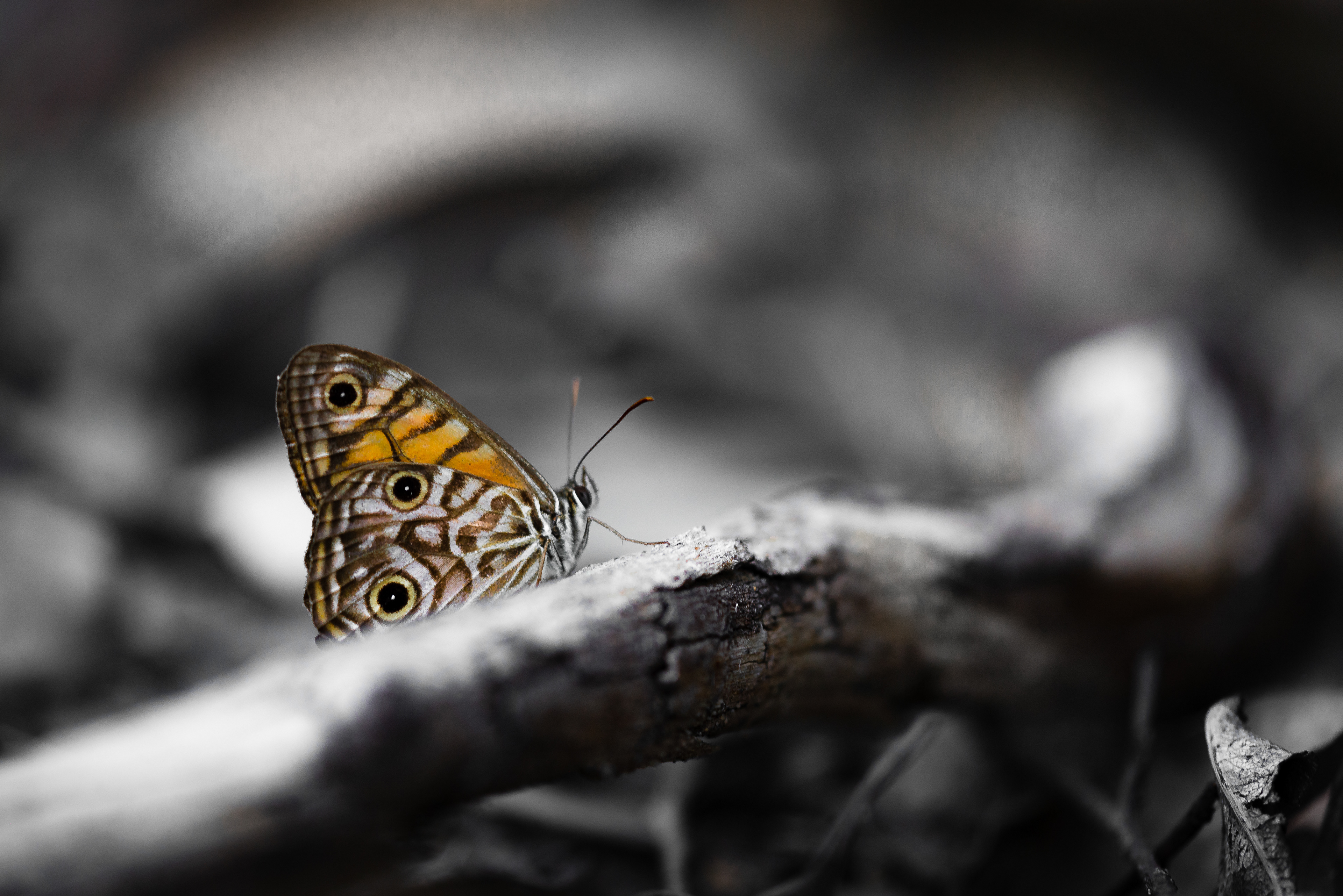 I took this picture in the Wollemi National Park in New South Wales, Australia. Sometimes you have to go prone to the floor in order to get the butterflies resting on twigs and leaves early in the morning, something that I am not loathe to do. I am trying to identify this species and getting really frustrated as I am not getting the right name. EDIT: This is the Silver Xenica (Oriexenica lathoniella herceus). #silver_xenica #butterflies_of_australia #wollemi_national_park