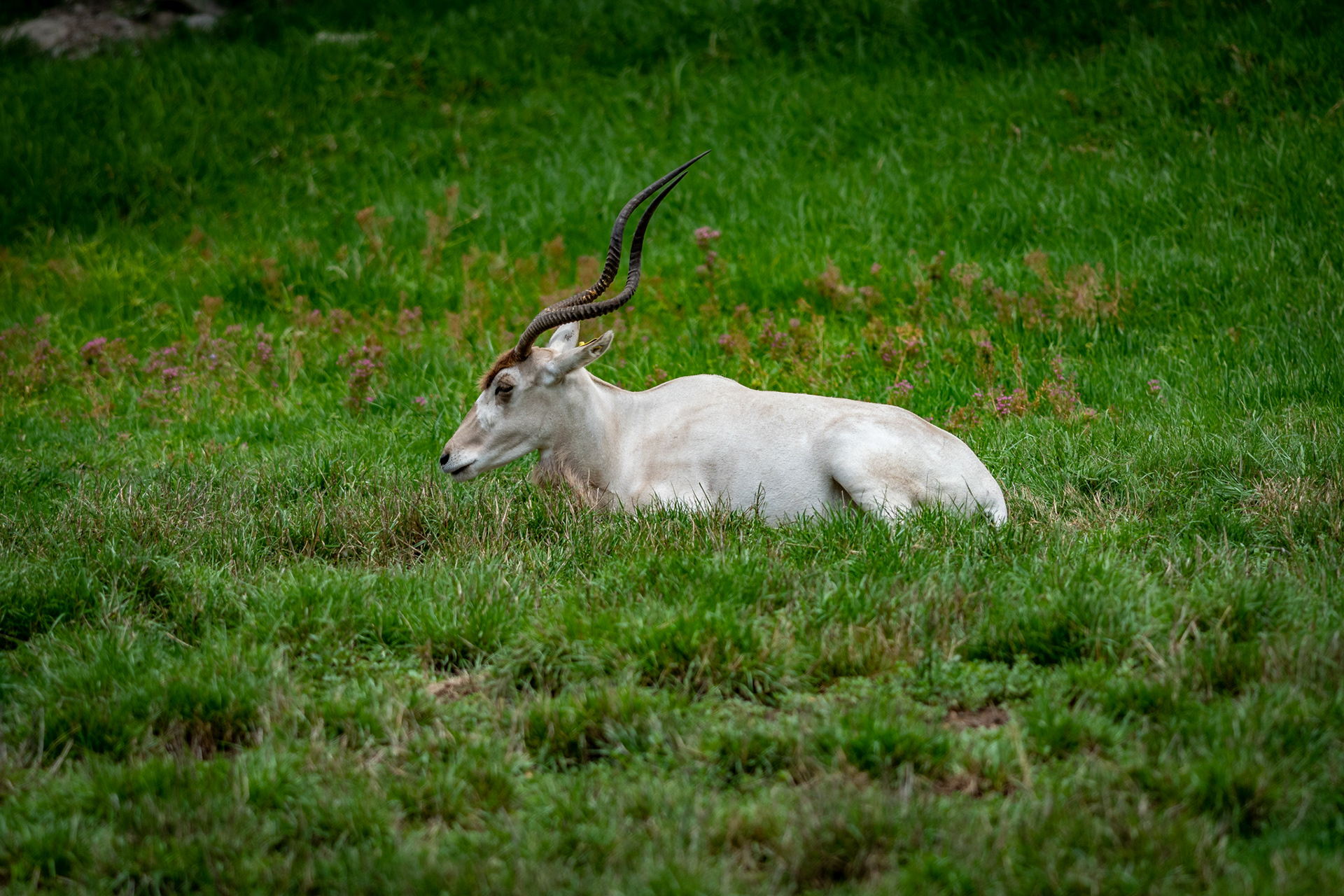 Addax, Dubbo Zoo
