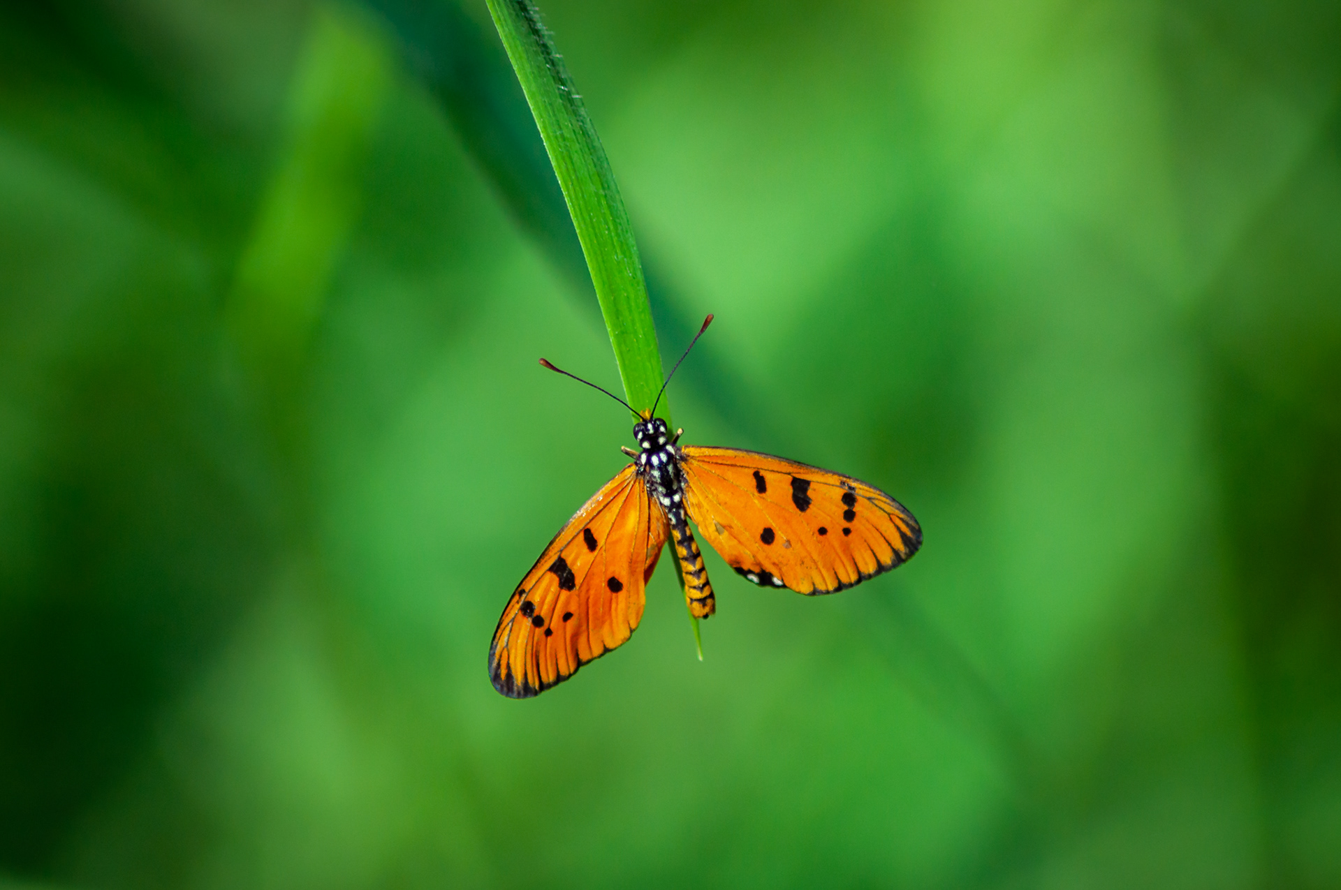 Tawny Coster (Acraea terpsicore), Mumbai, India