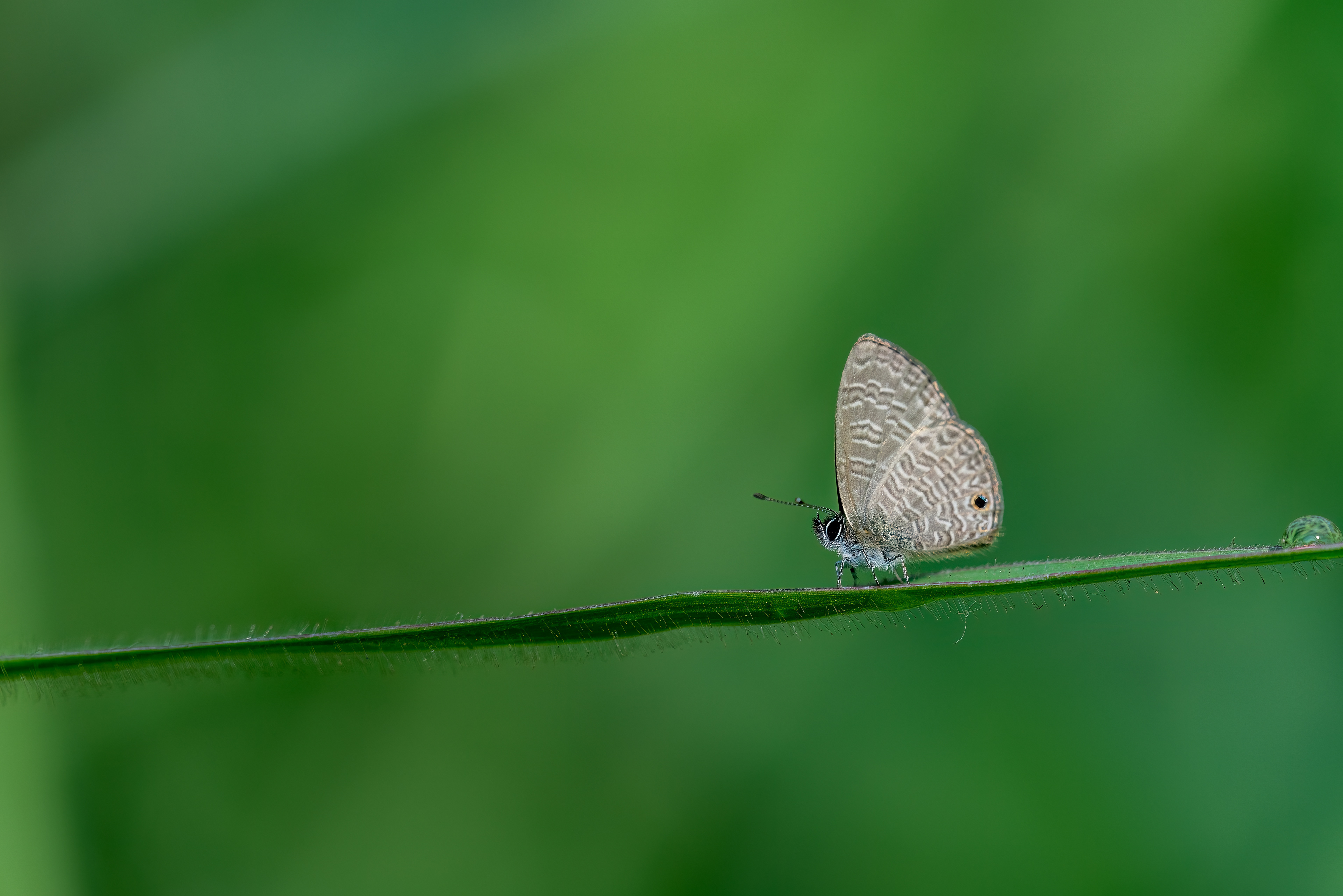Prosotas dubiosa, the tailless lineblue or small purple lineblue. Shot in Mumbai, India.