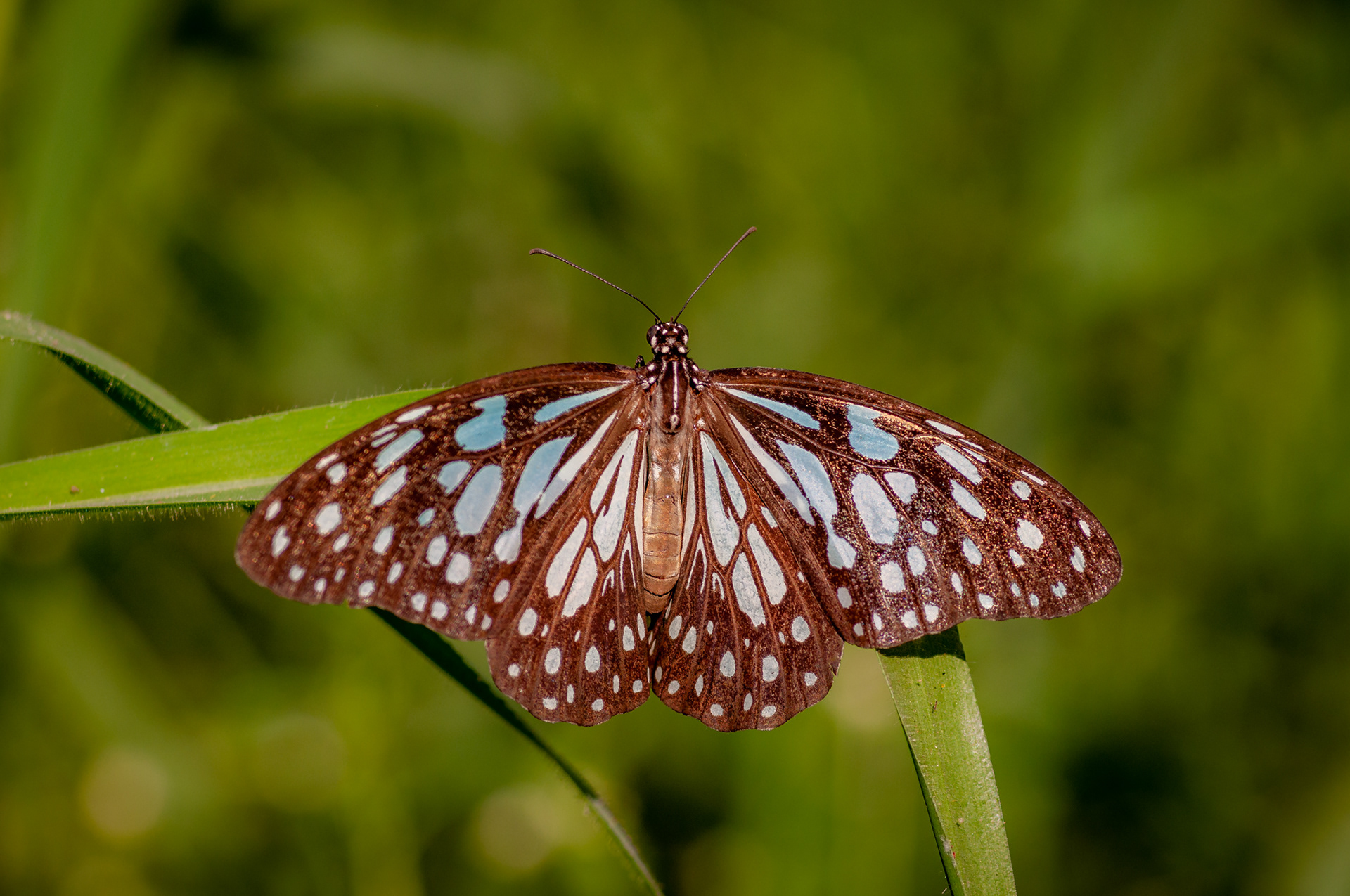 Blue Tiger (Tirumala limniace), Mumbai, India