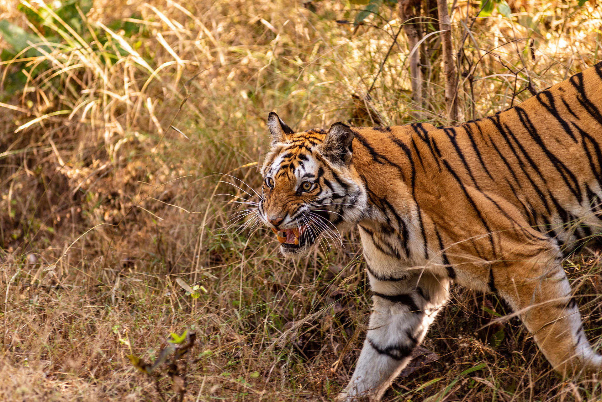 She is the famous Raj Bhera tigress - the Queen of Bandhavgarh. This is the first tigress I had ever seen, clearly and in the wild open. I think she has passed on to that great Game Sanctuary in the sky where all the wild animals go. I don't know if I will ever be back to Bandhavgarh and see a tiger floating over the ground like a beautiful apparition.