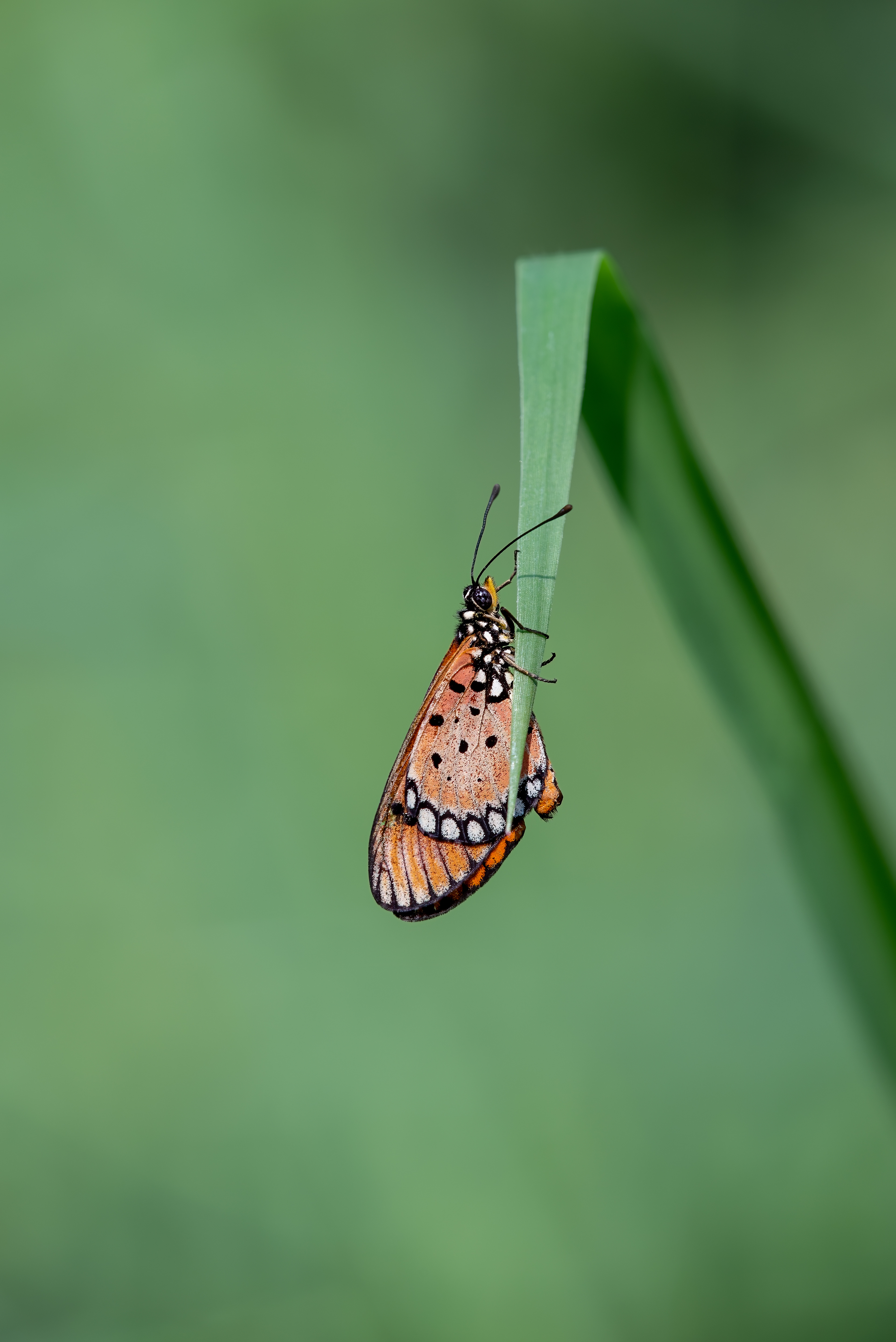 Tawny Coster (Acraea Terpsicore), Mumbai, India